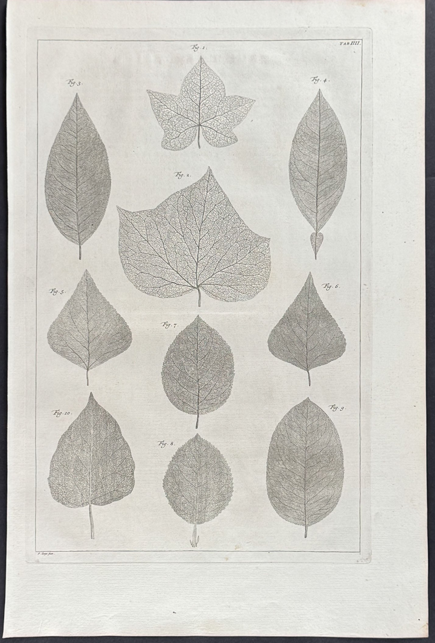 Leaves