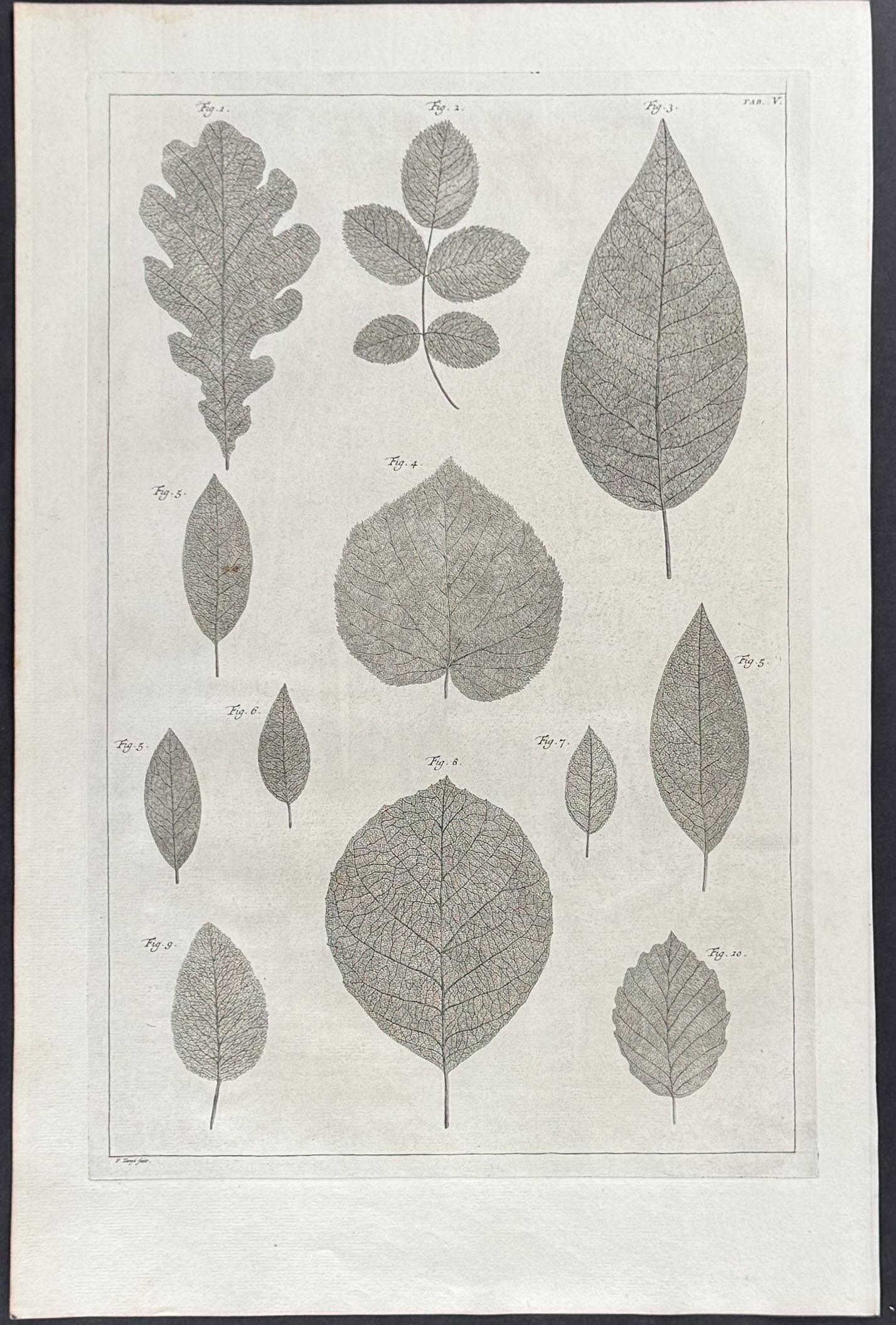 Leaves
