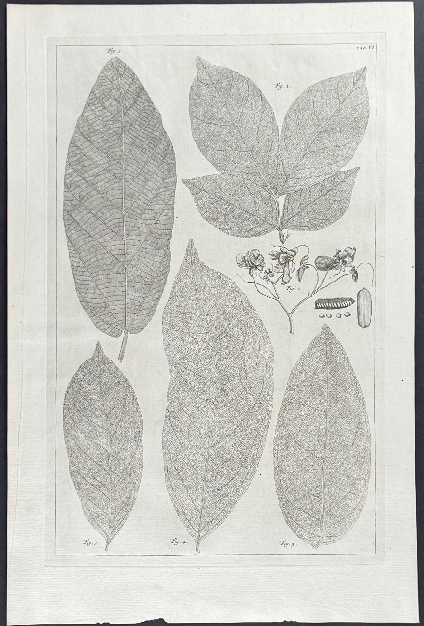 Leaves