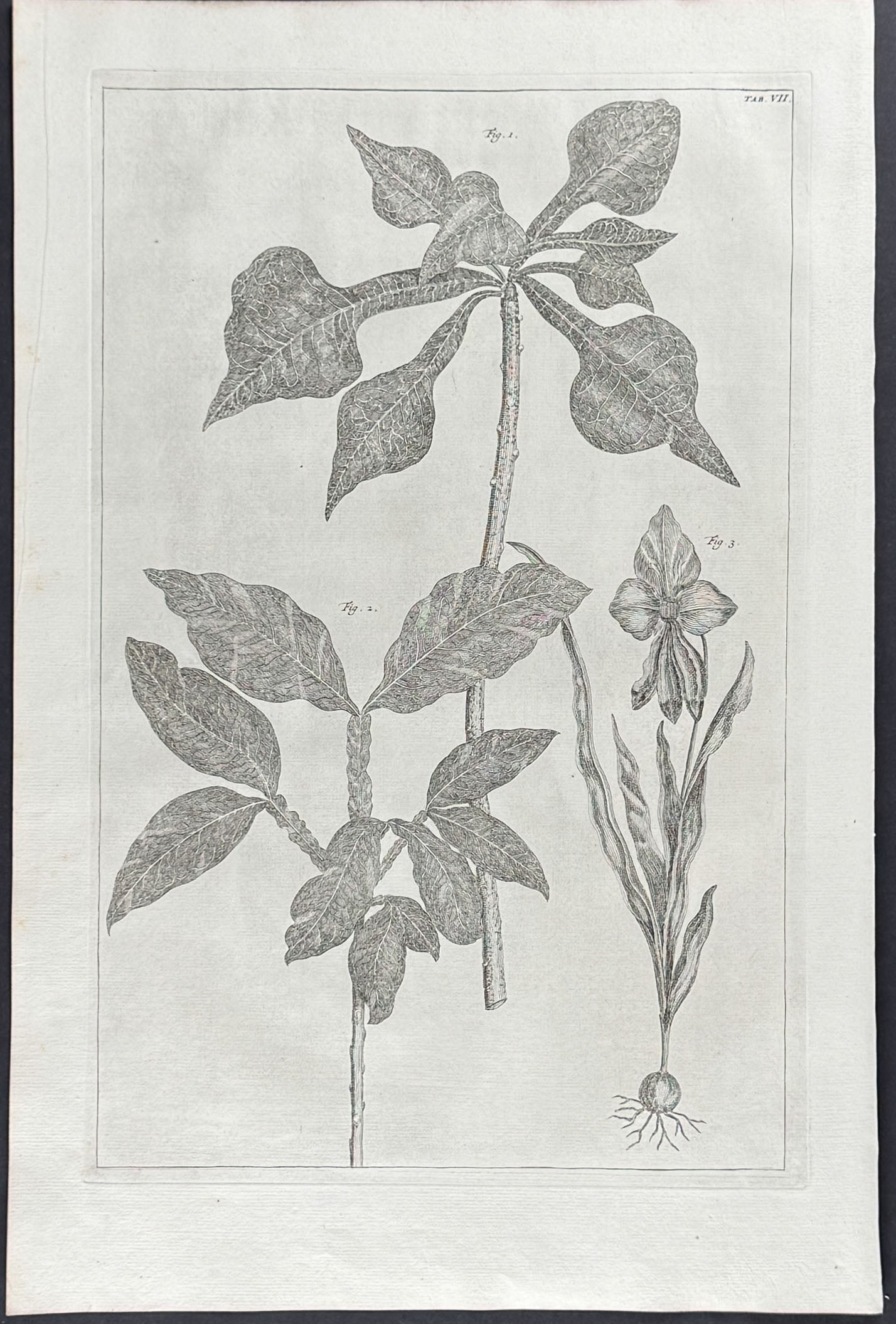Flower, Plant
