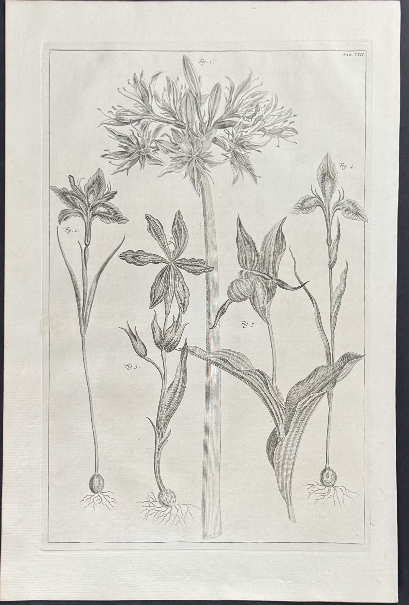 Iris, Lady's Slipper Orchid, Lily