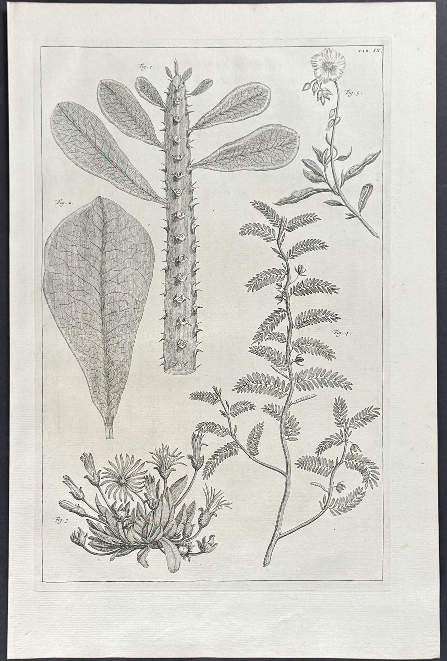 Plants