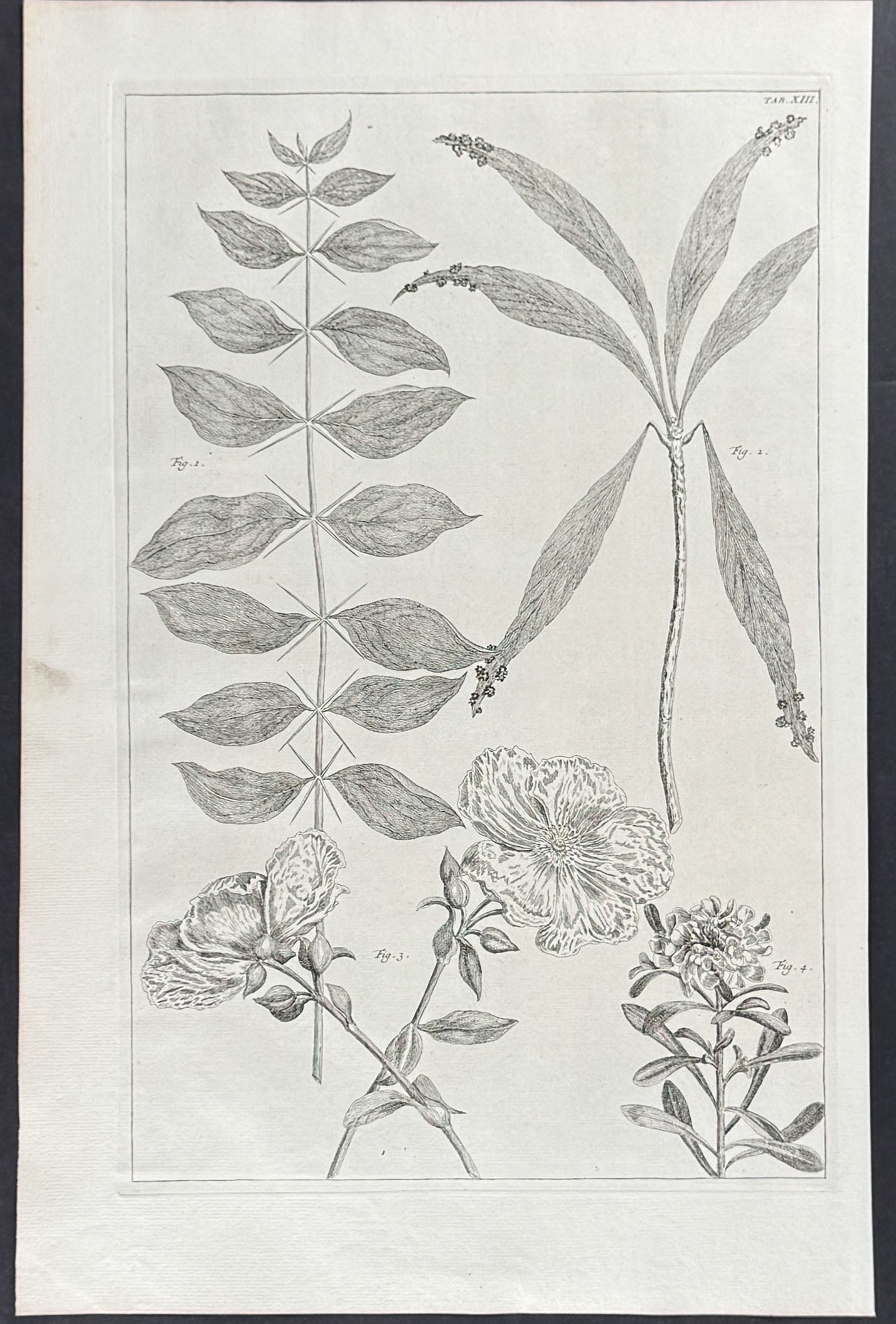 Fruit Blossom & Plants