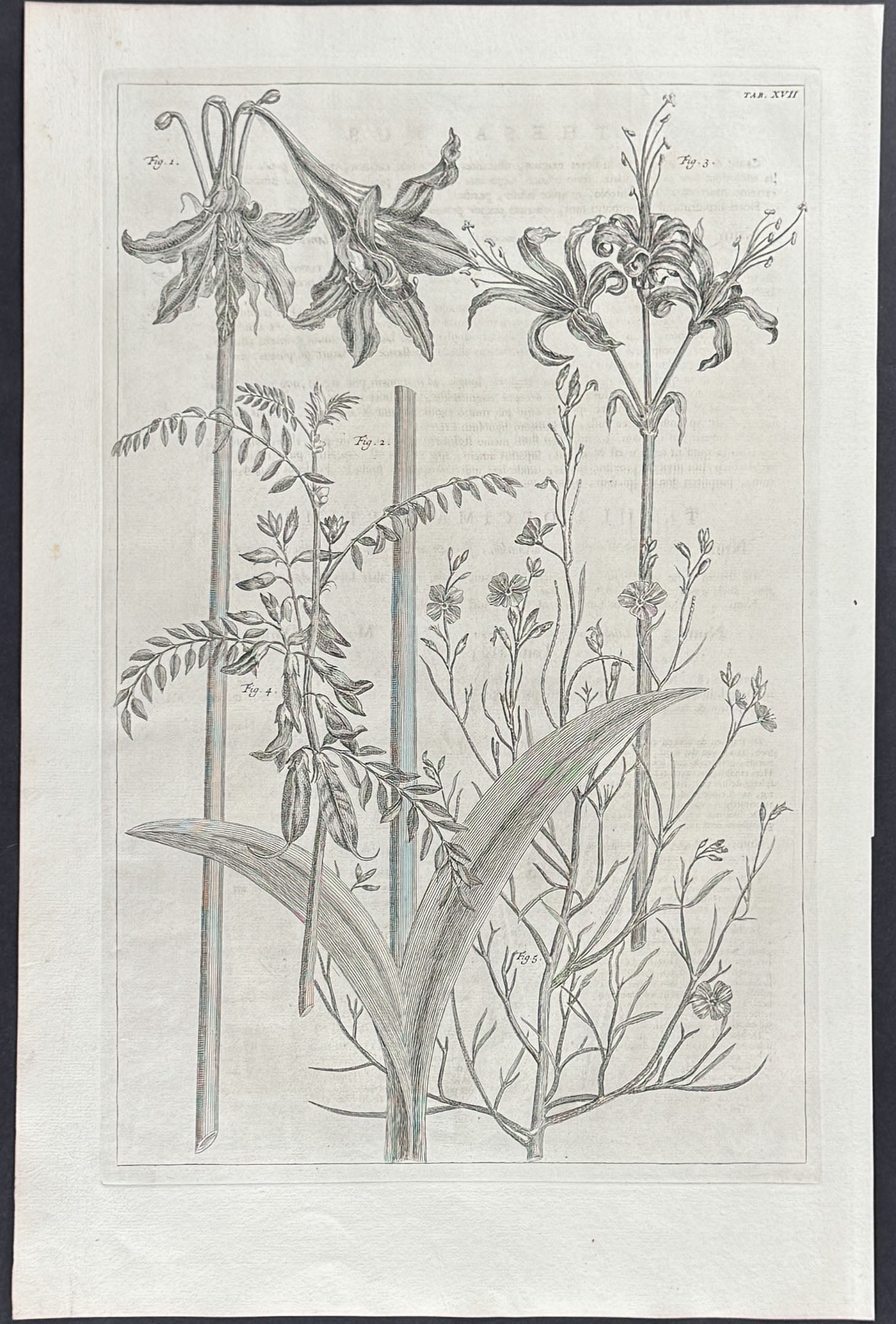 Amaryllis, Plants