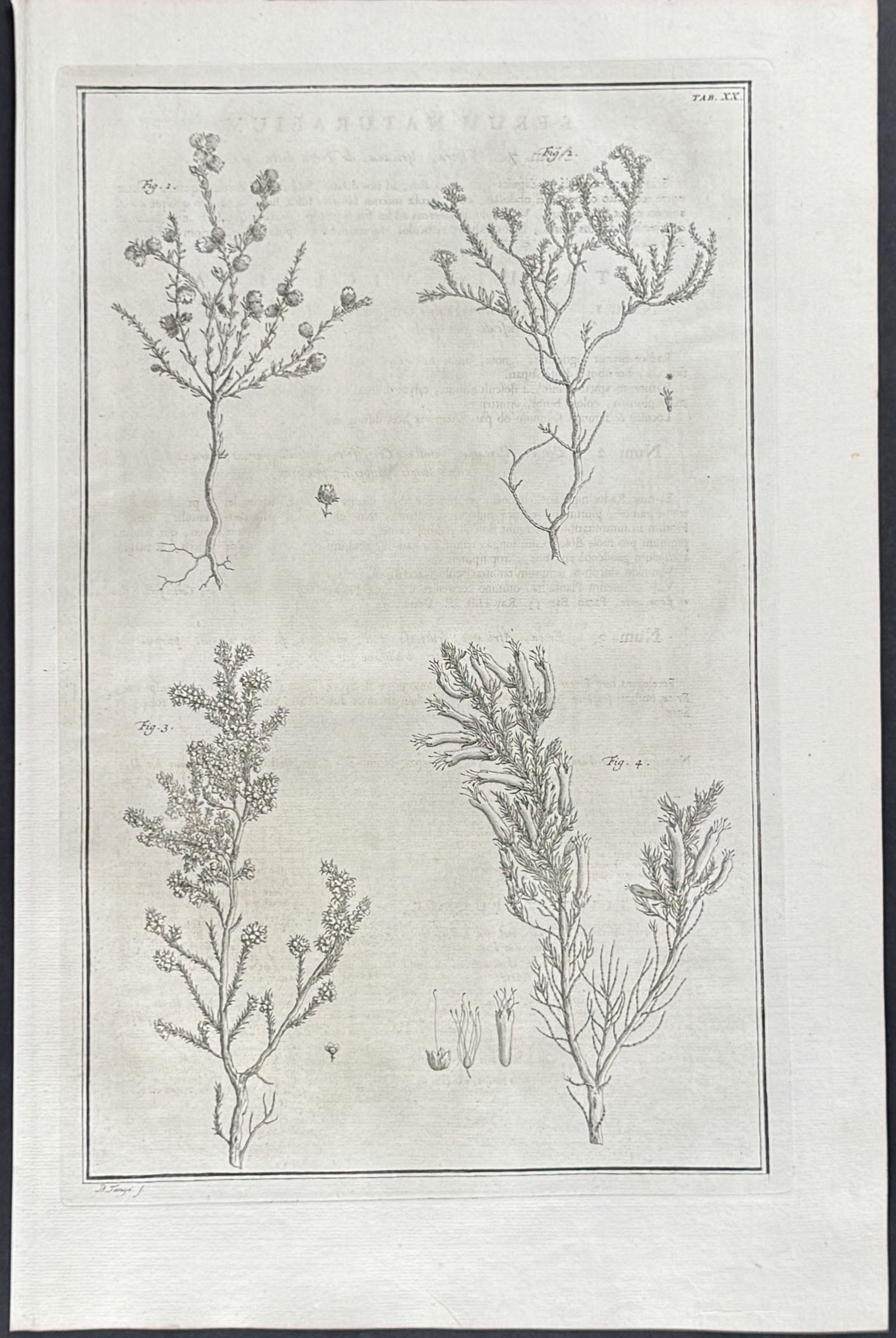 Plants