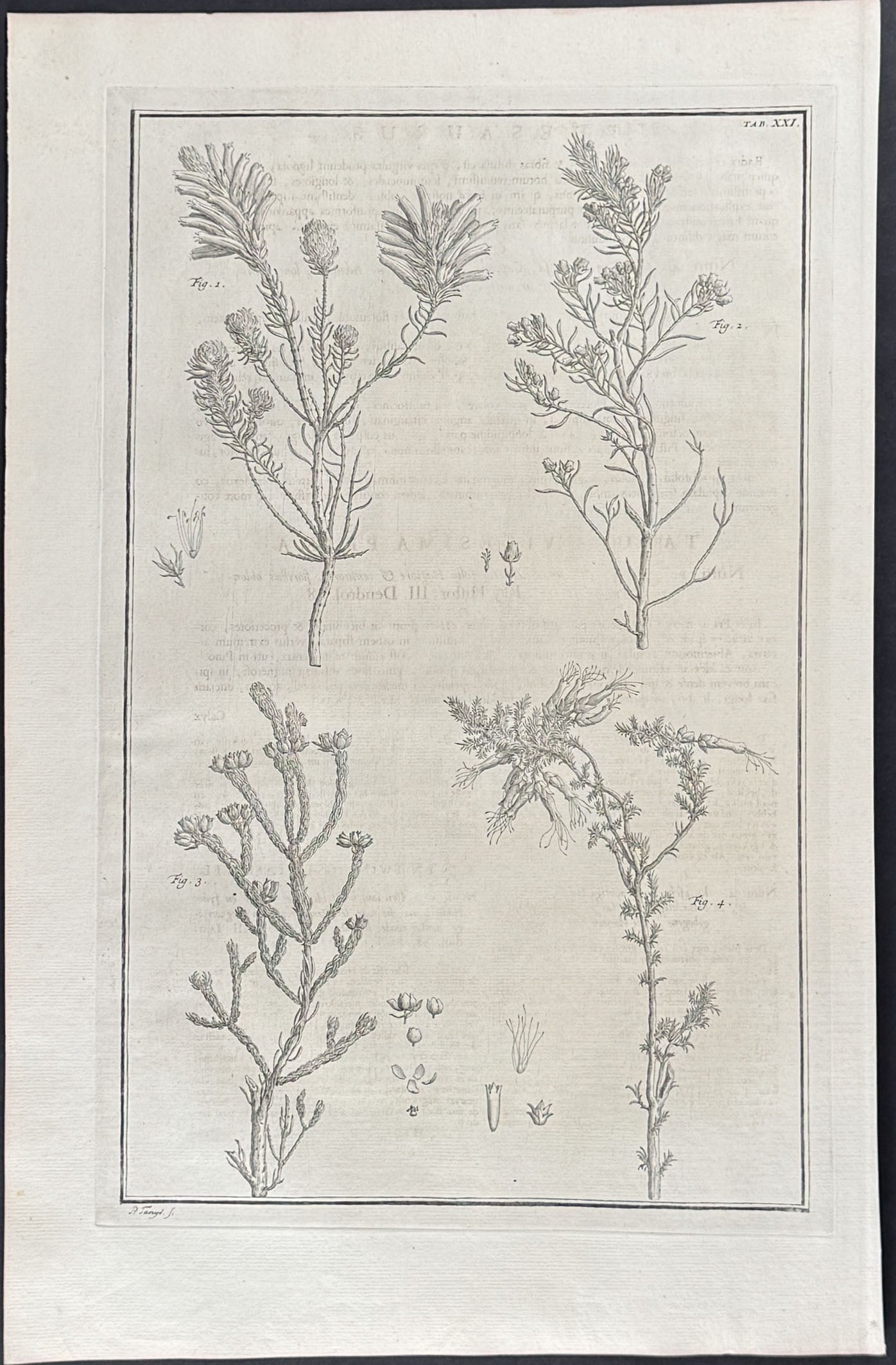 Plants