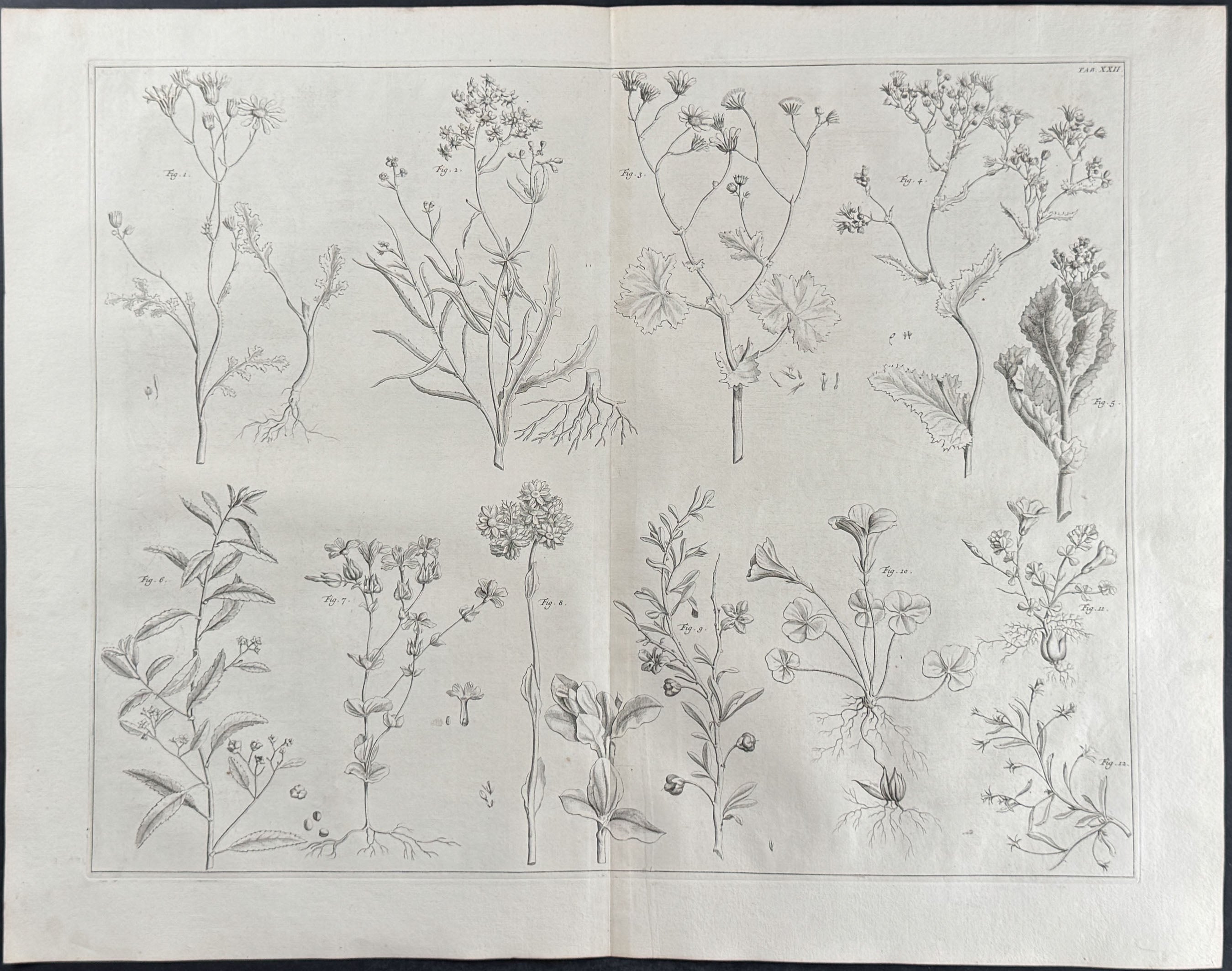 Plants