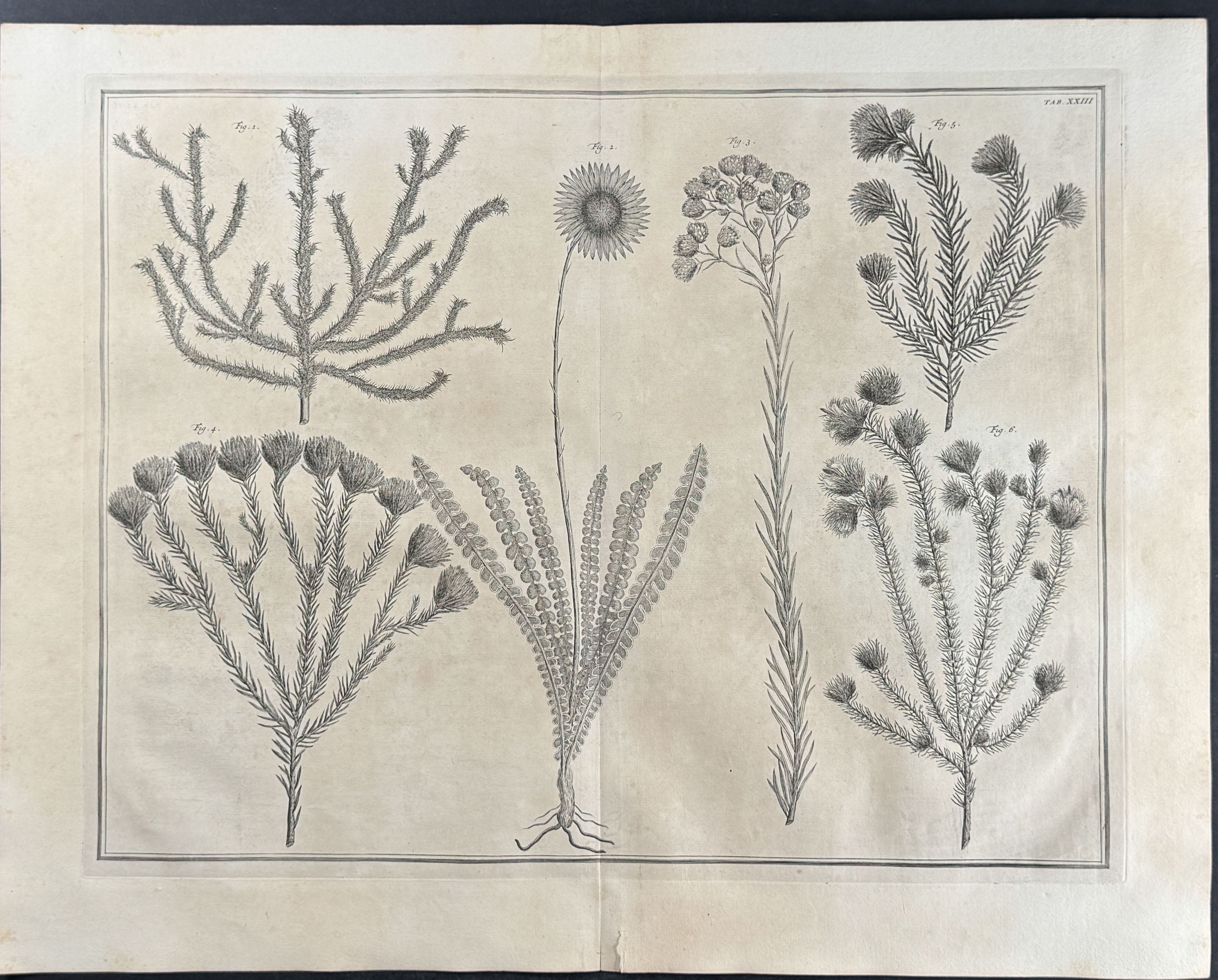 Plants