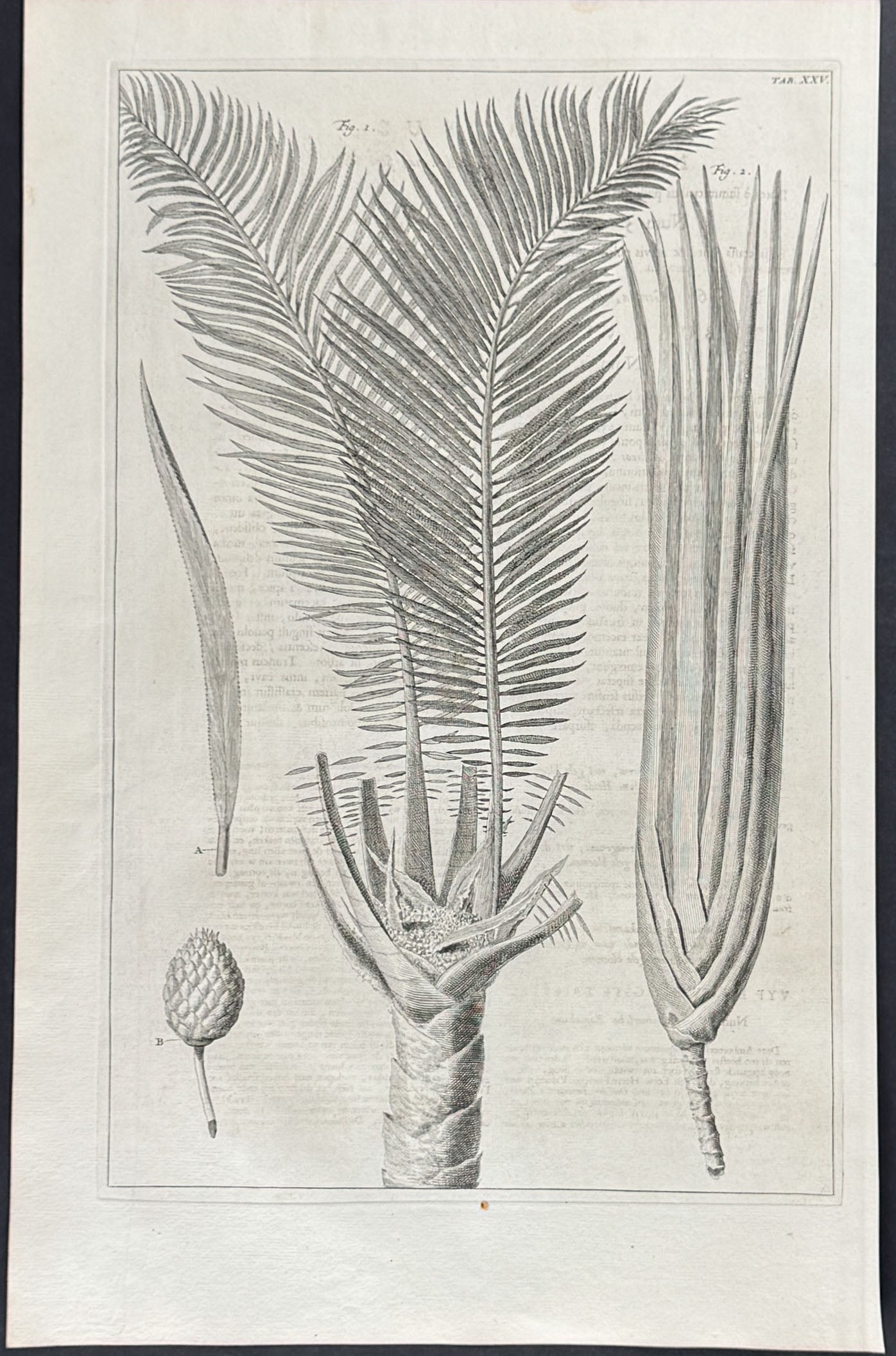 Palm