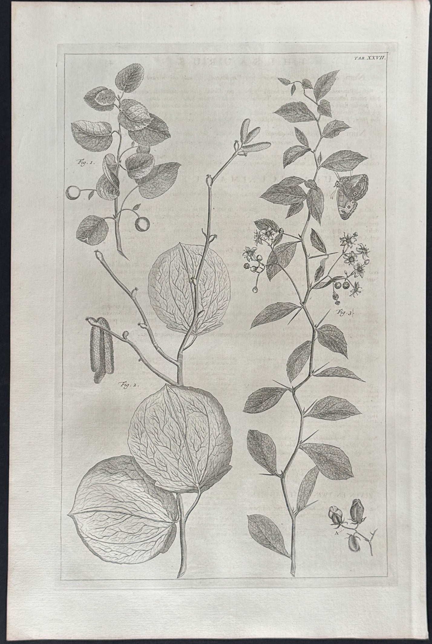 Plants