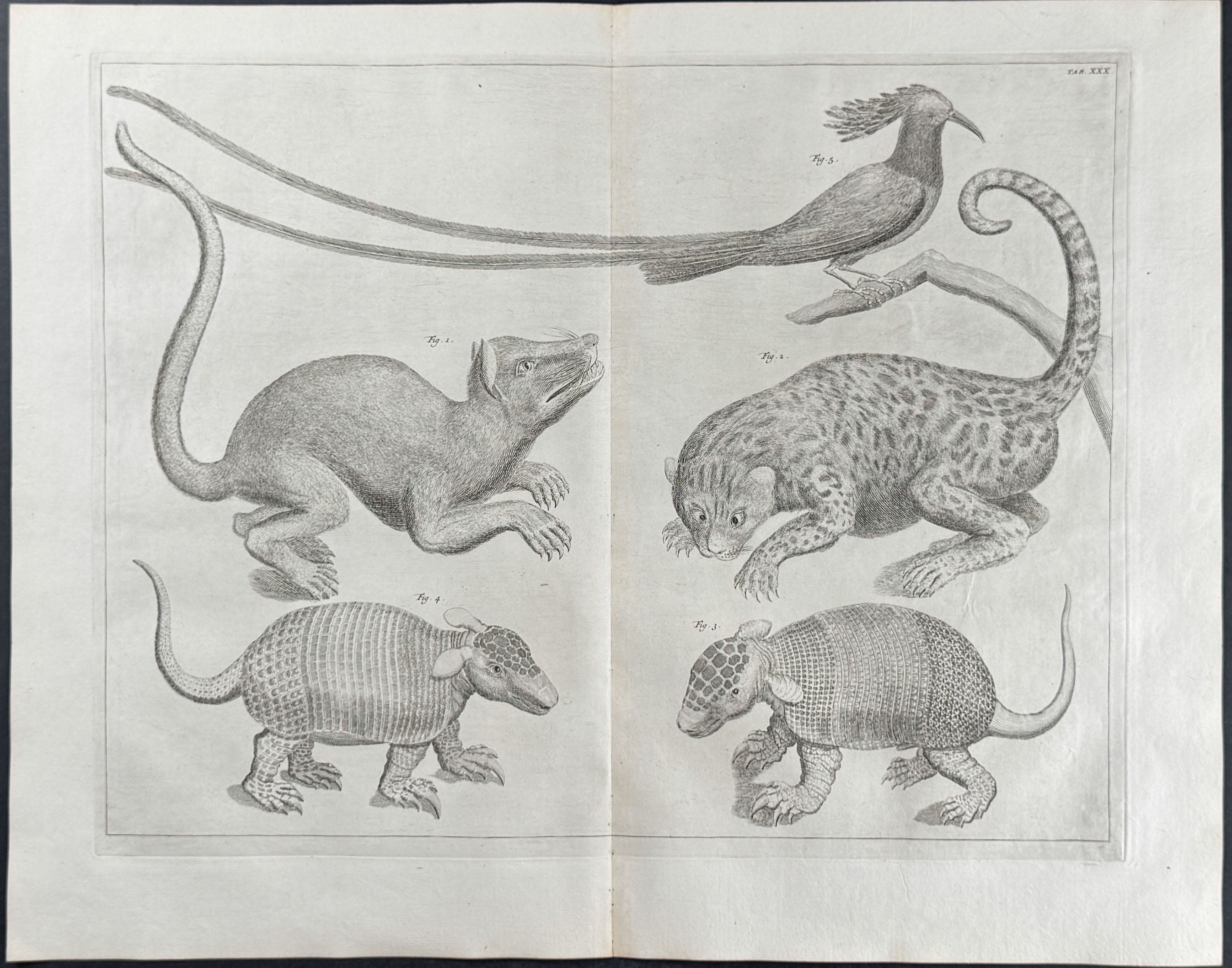 Armadillo, Rodent, Wild Cat, & Long-tailed Bird