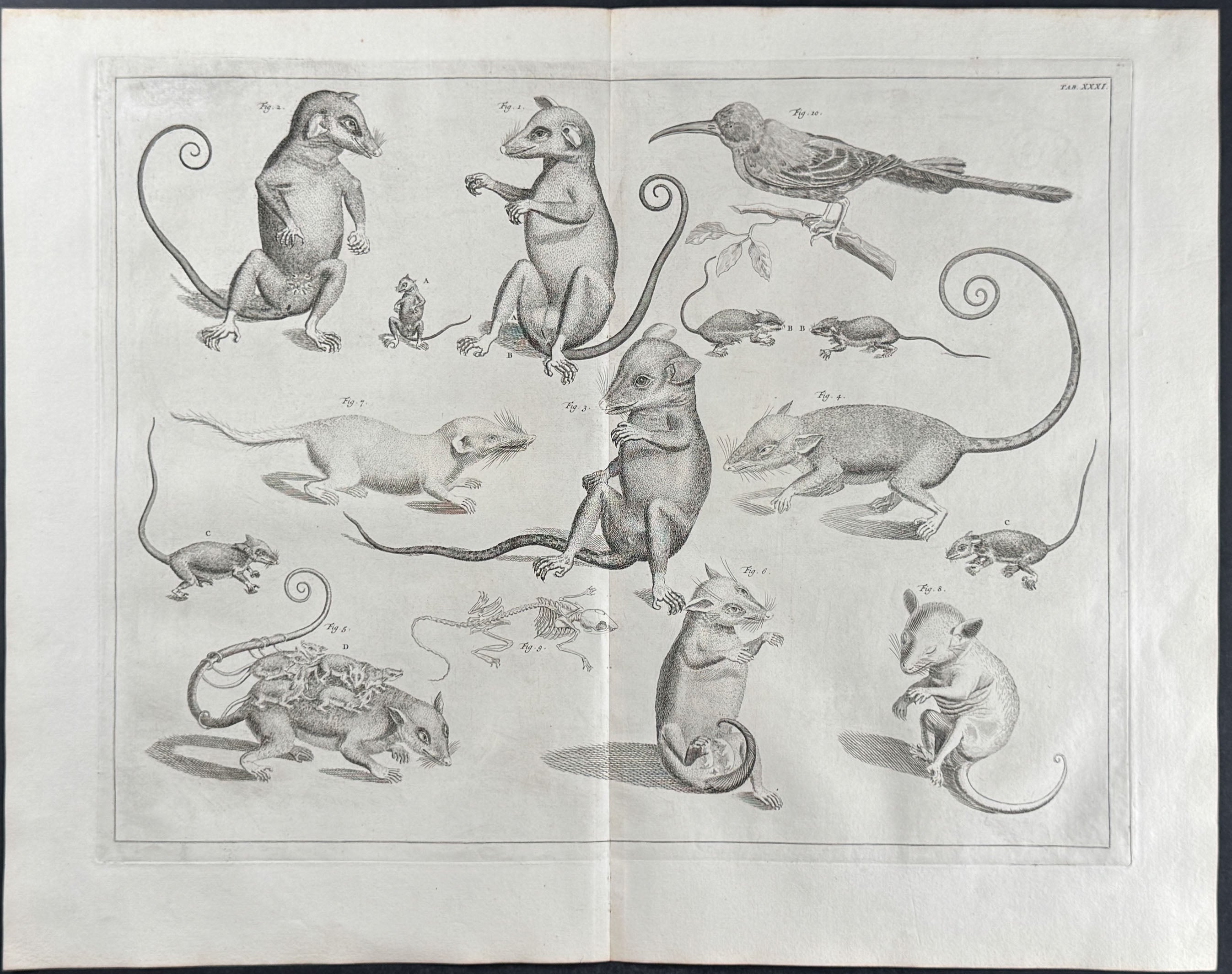 Opossum, Marsupials