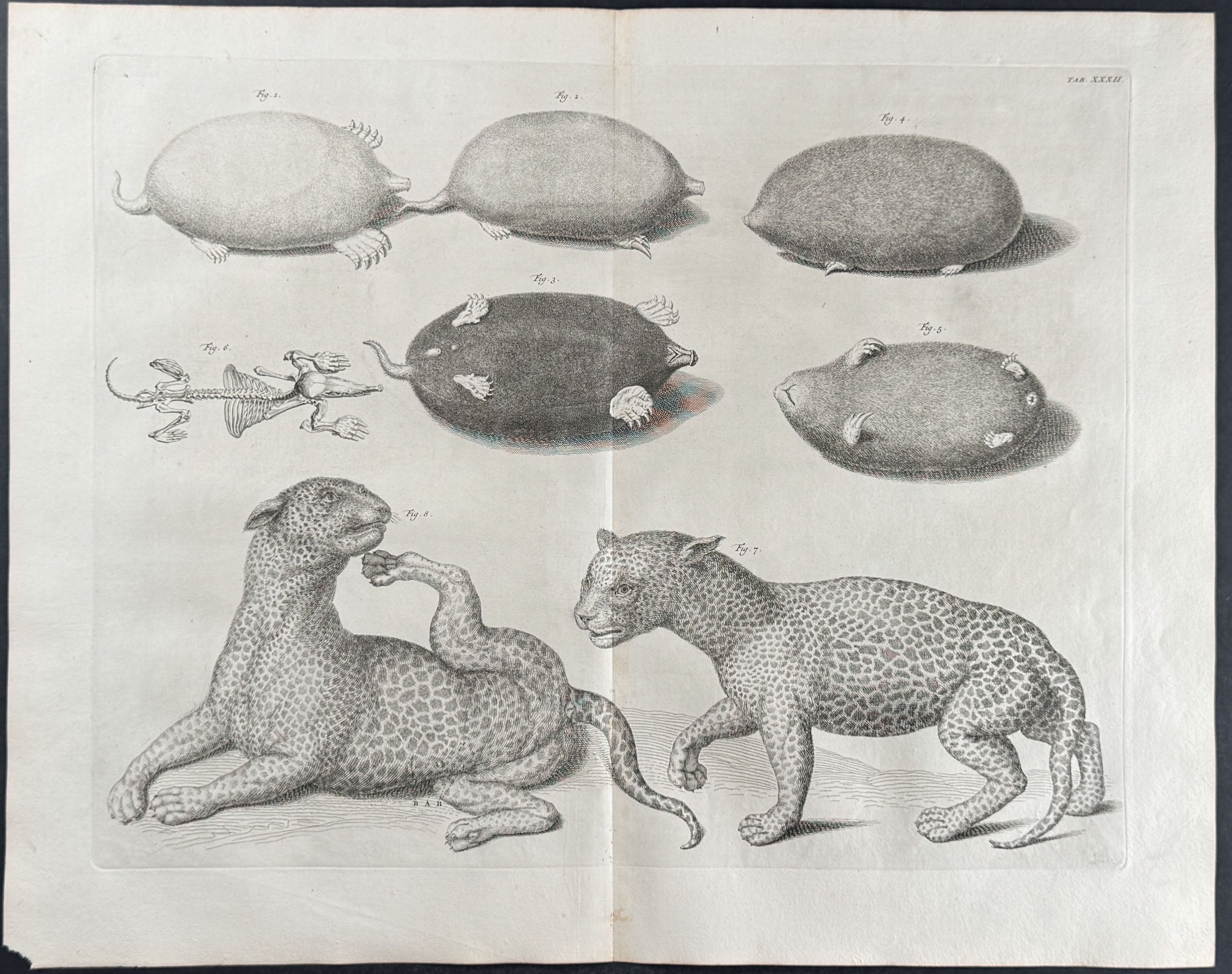 Jaguar or Wild Cat, Moles with Skeleton