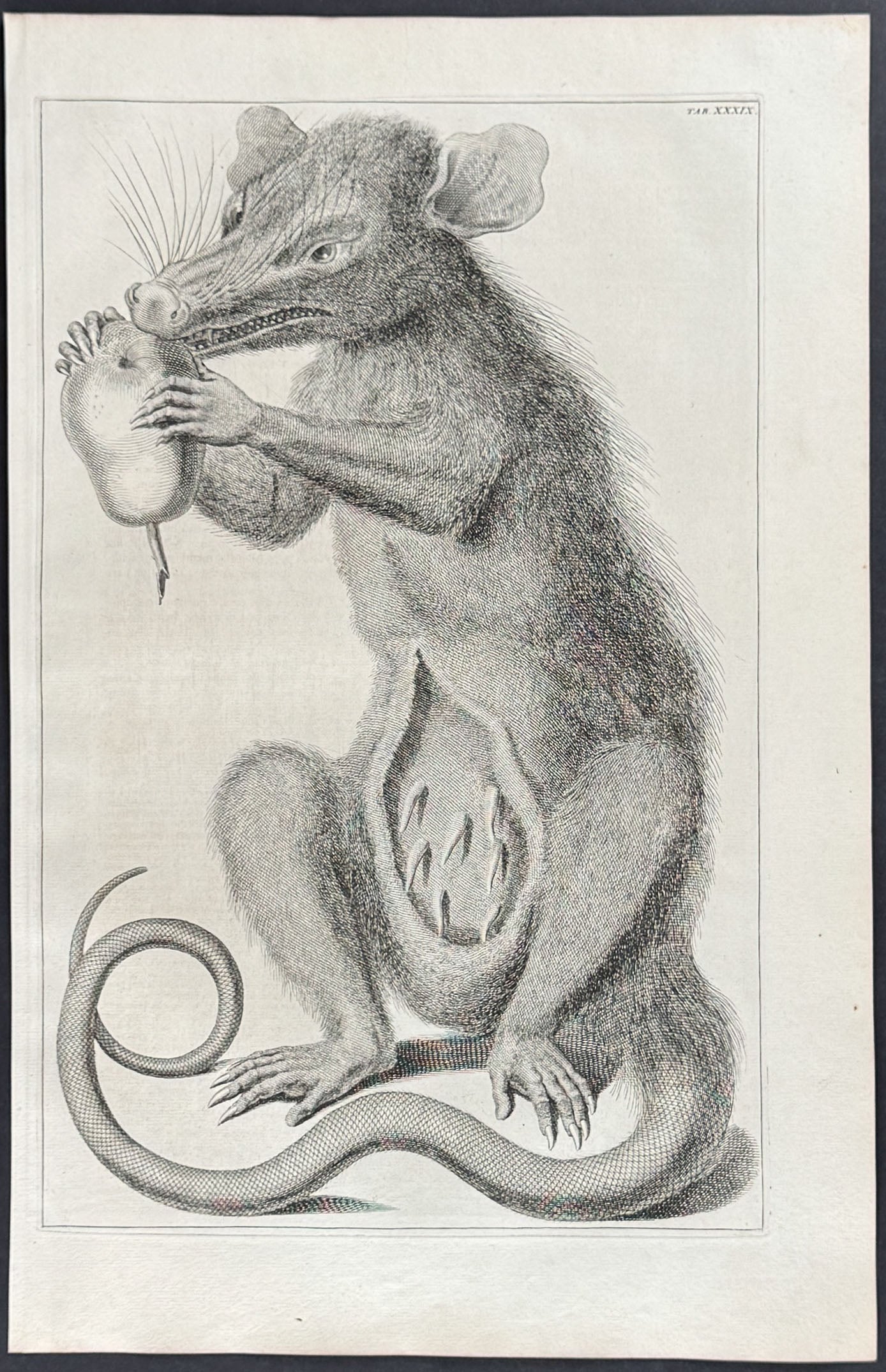 Marsupial eating Pear