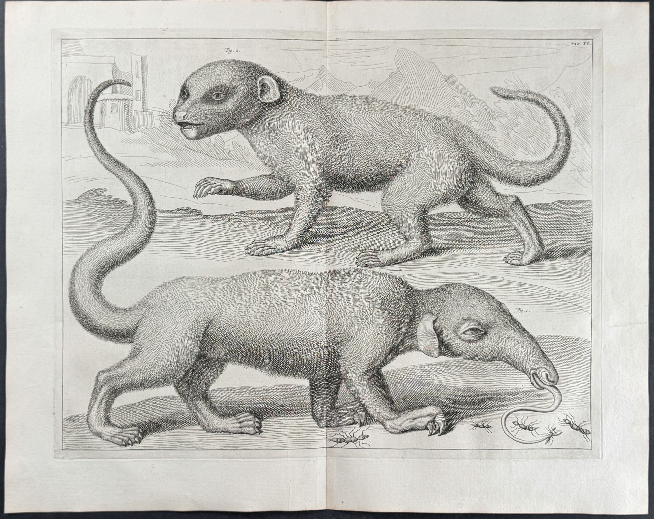 Anteater, Quadruped