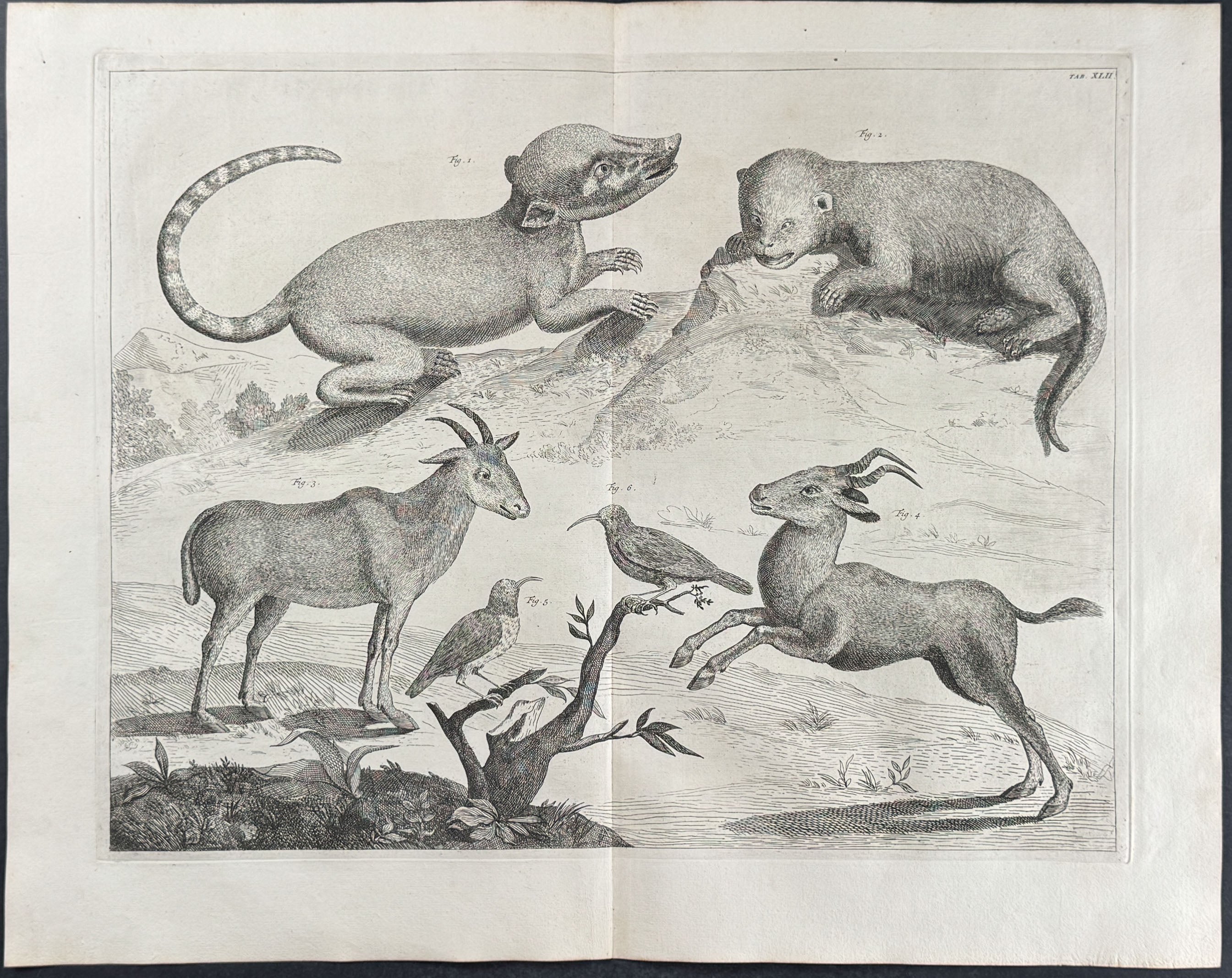 Goat, Gazelle, Quadrupeds, Birds
