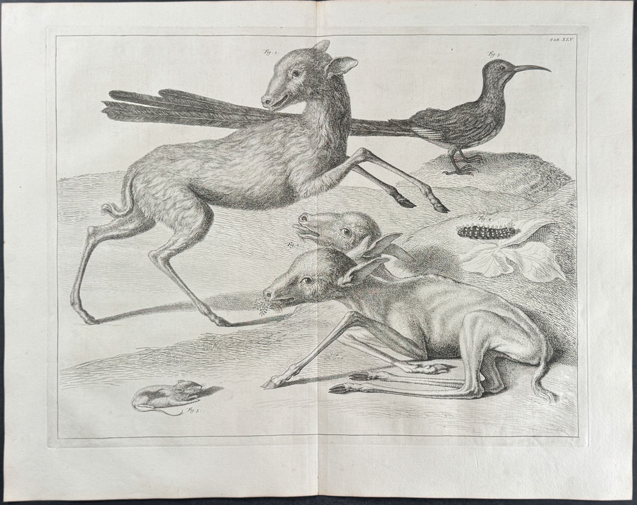 Two-headed Deer, Mouse, Long-tailed Bird, Caterpillar