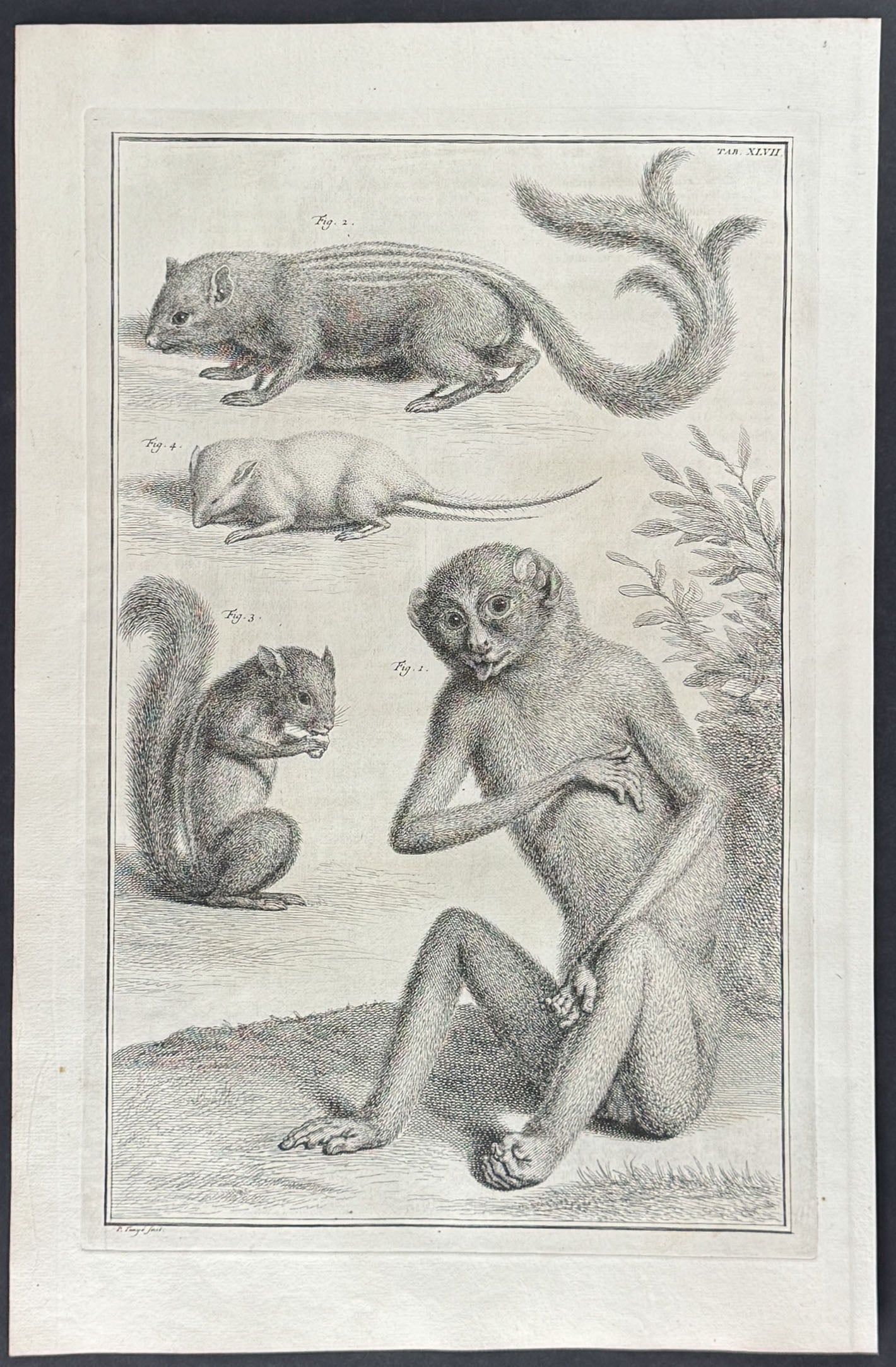 Monkey, Squirrels, Mouse or Rat