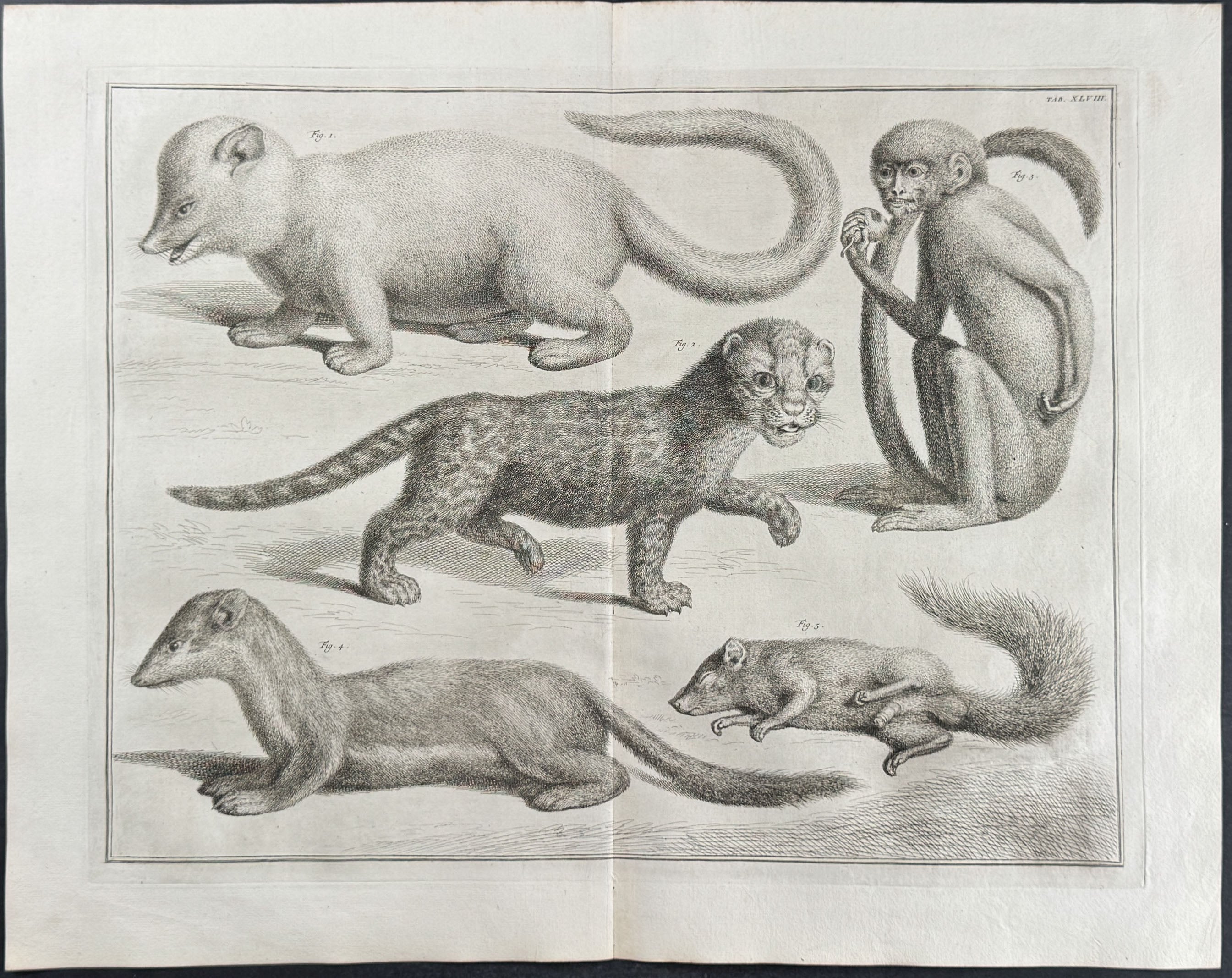Monkey, Squirrel, Wild Cat, Otter