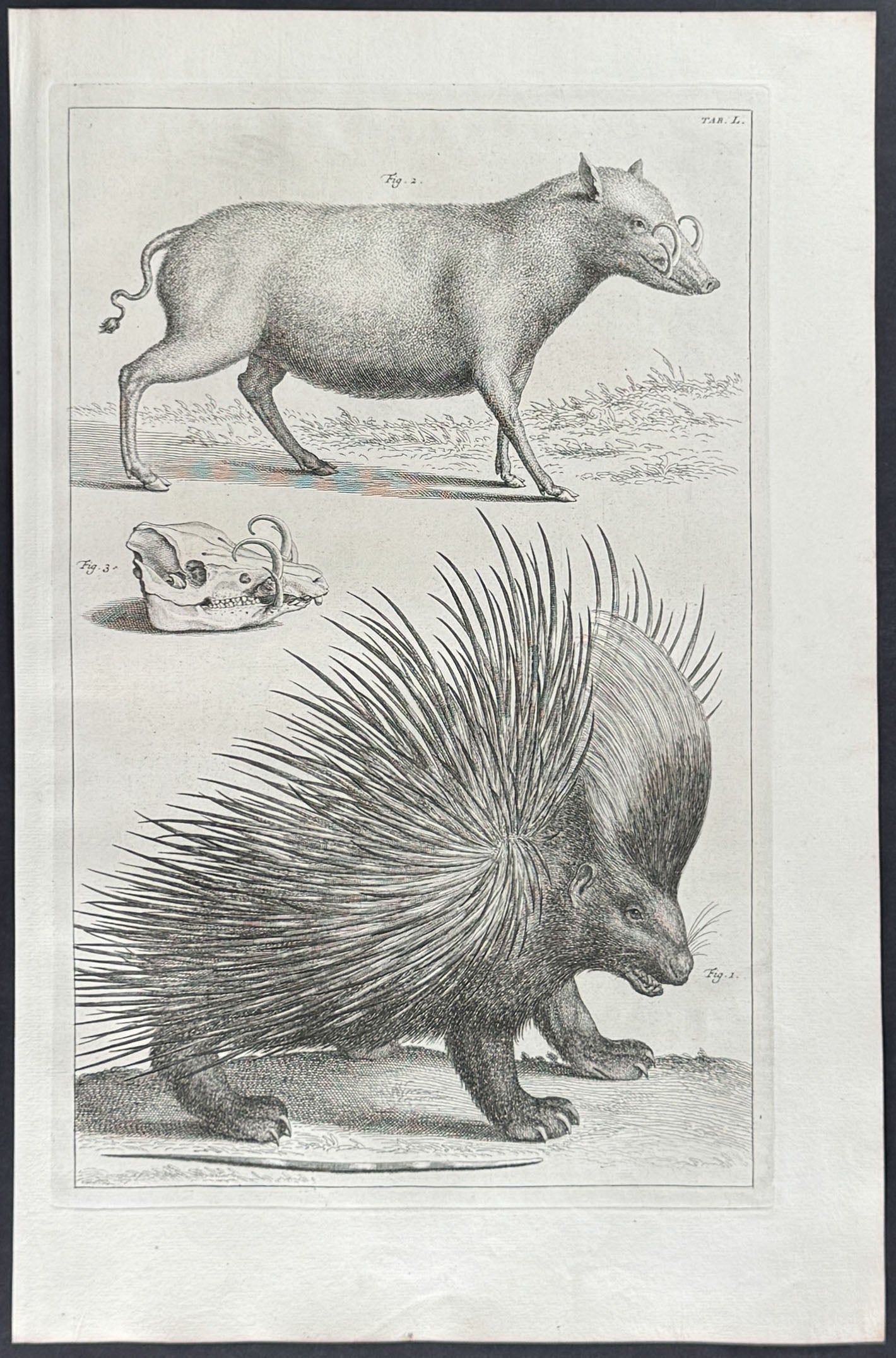 Porcupine, Warthog