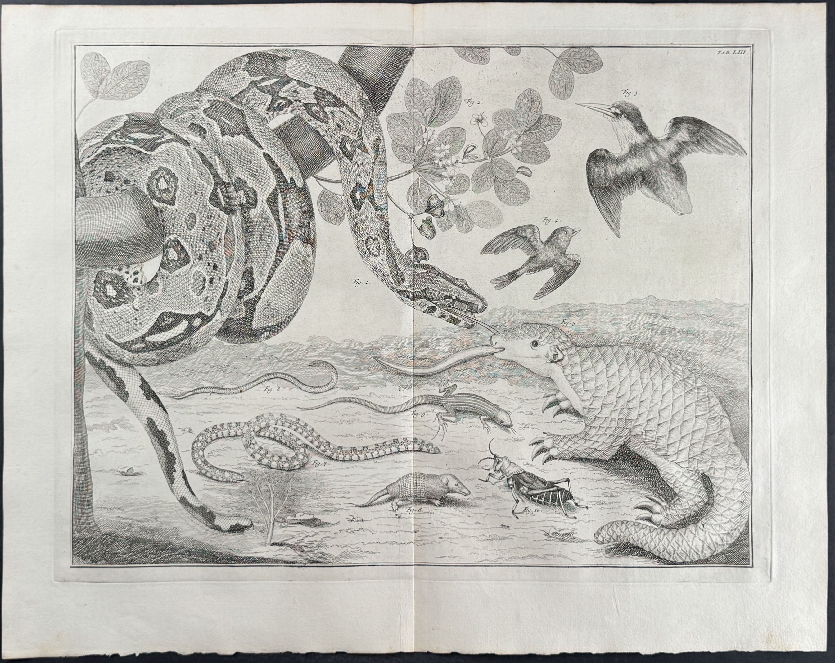 Snakes, Lizard, Armadillo, Pangolin, Birds, Grasshopper, Tree Branch