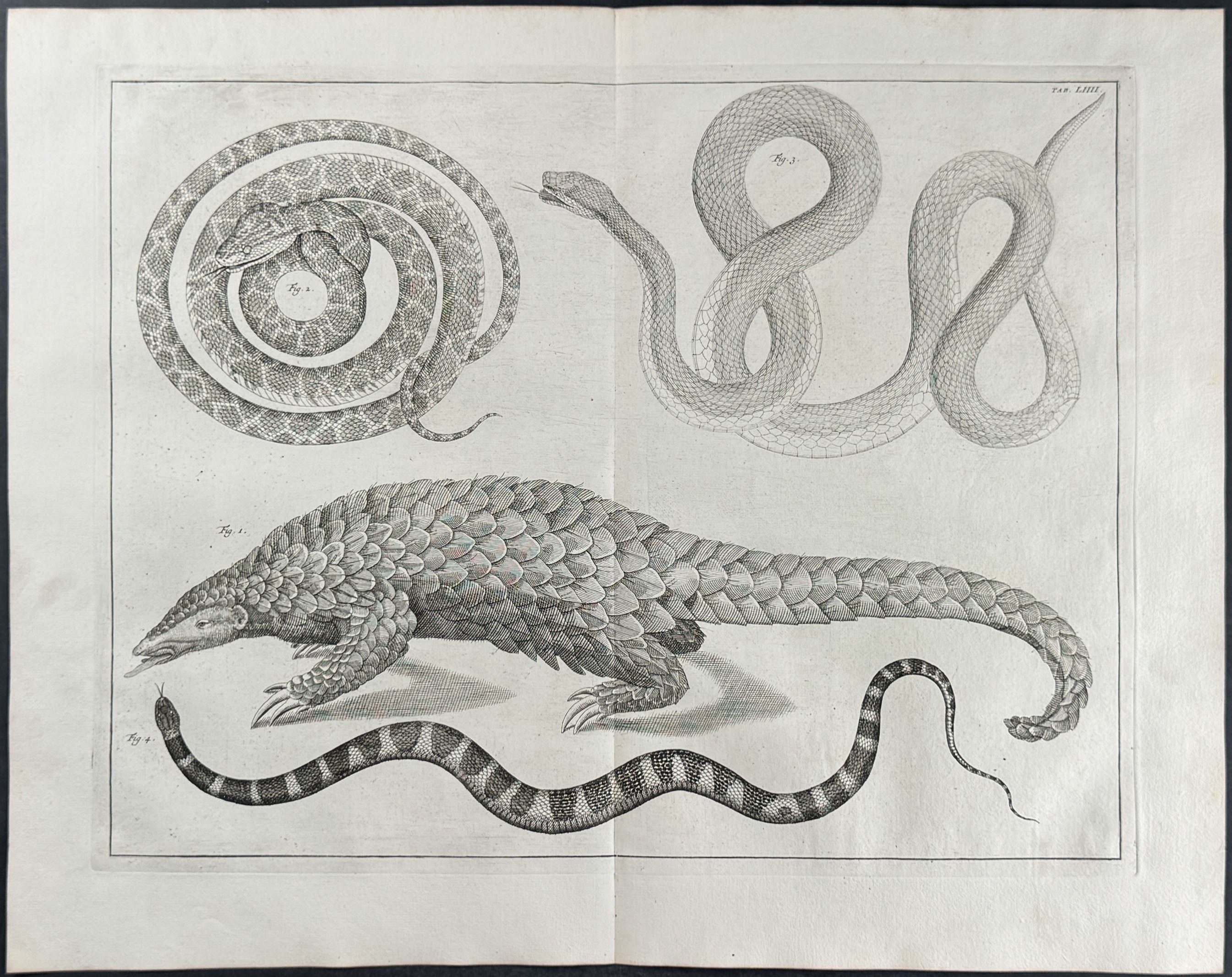 Snakes, Pangolin