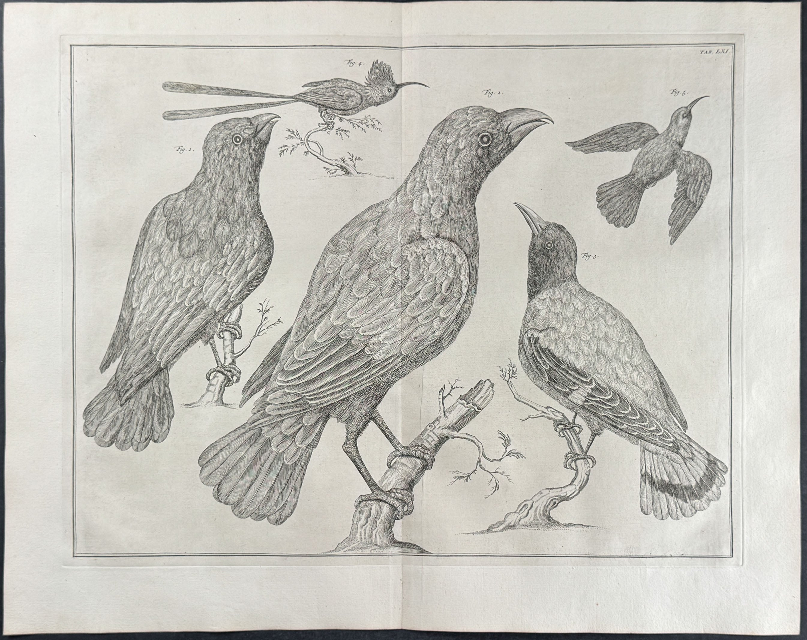 Birds