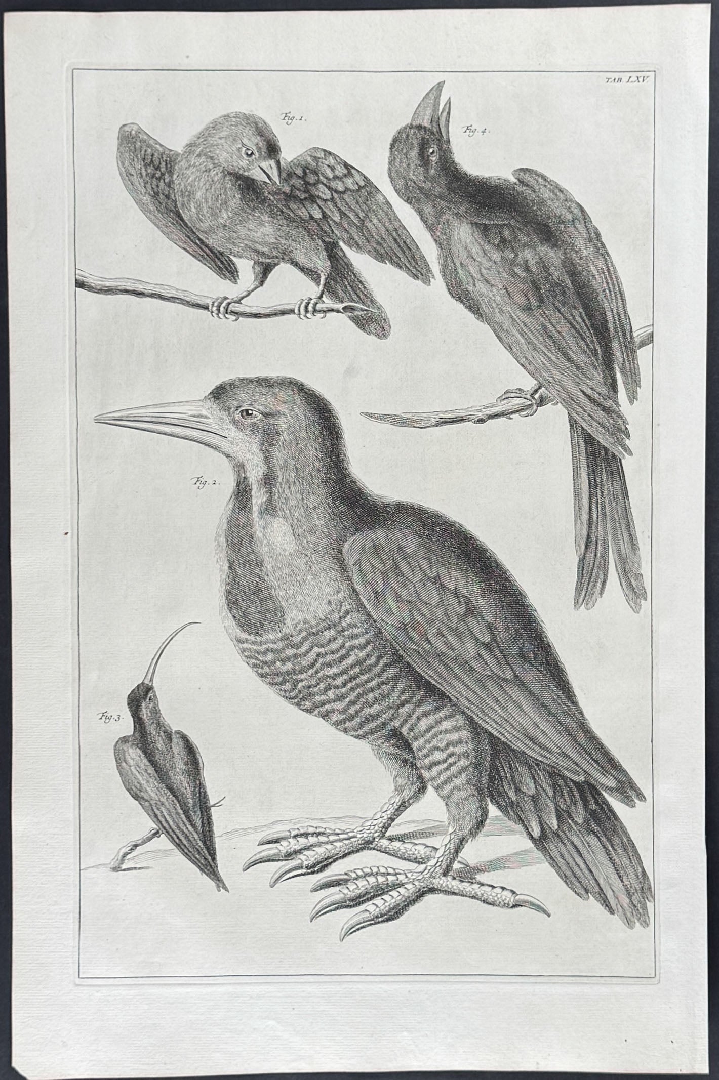 Birds