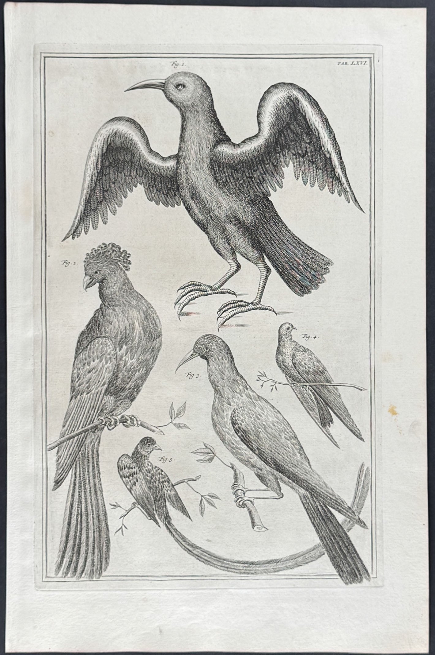Birds