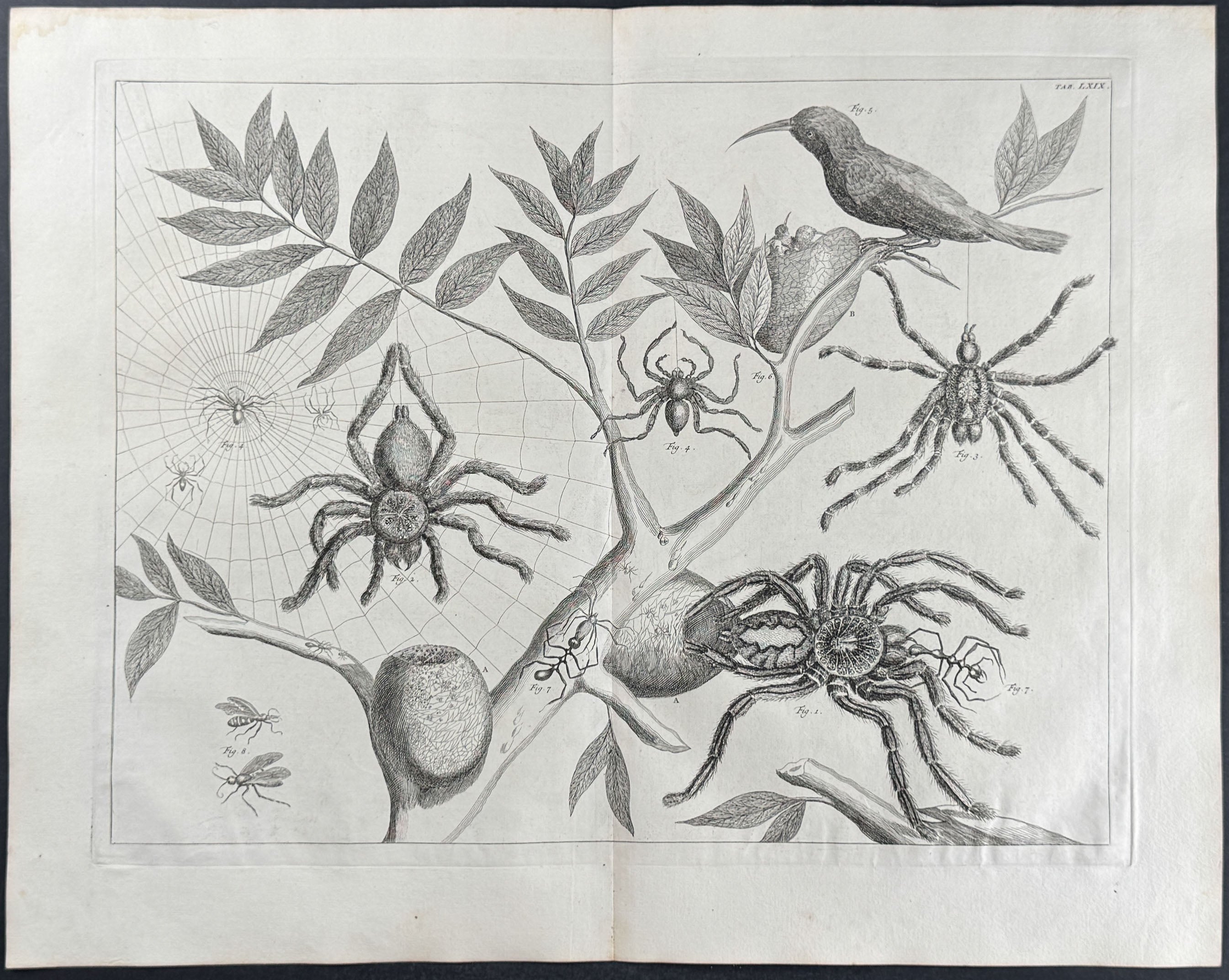 Tarantula, Spiders, Webs, Insects, Bird with Nest & Young