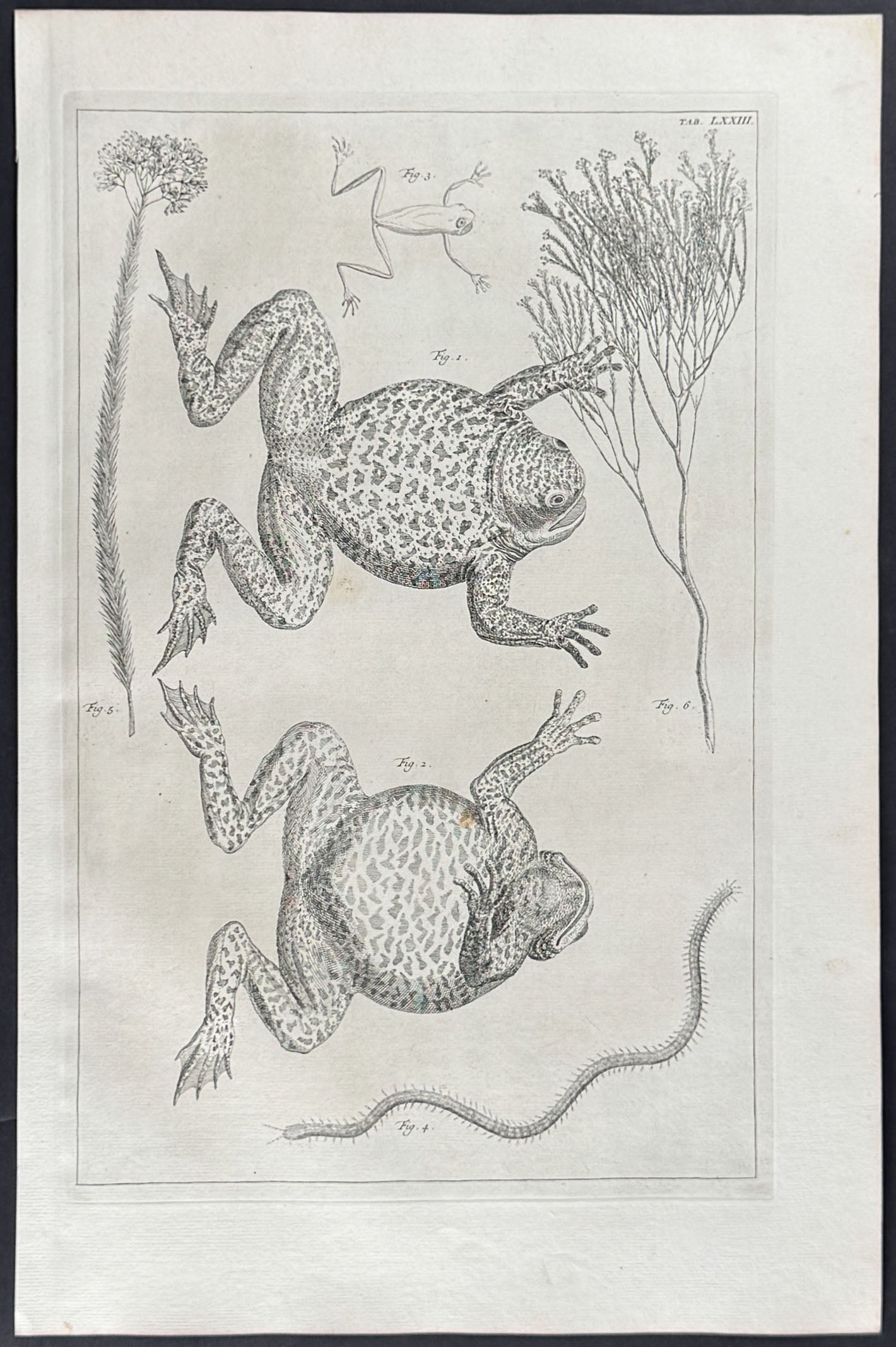 Frogs or Toads, Plants, Millipede