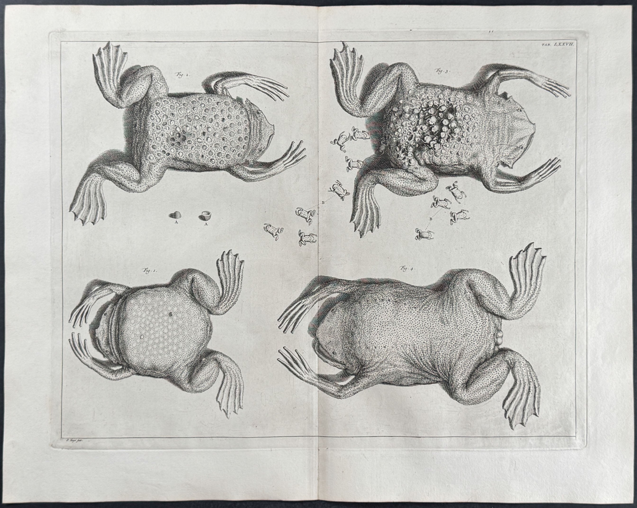 Frogs or Toads