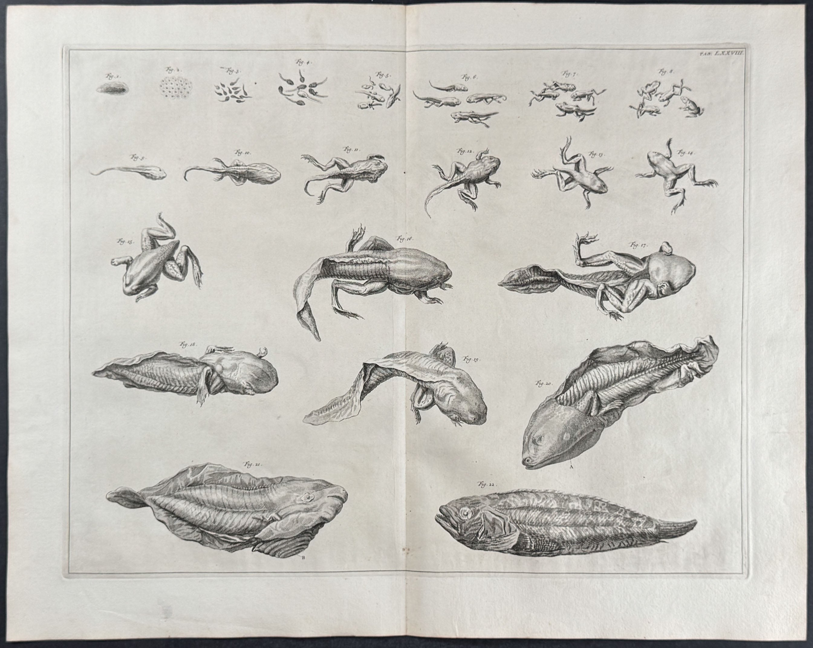 Frog or Toad Life Cycle