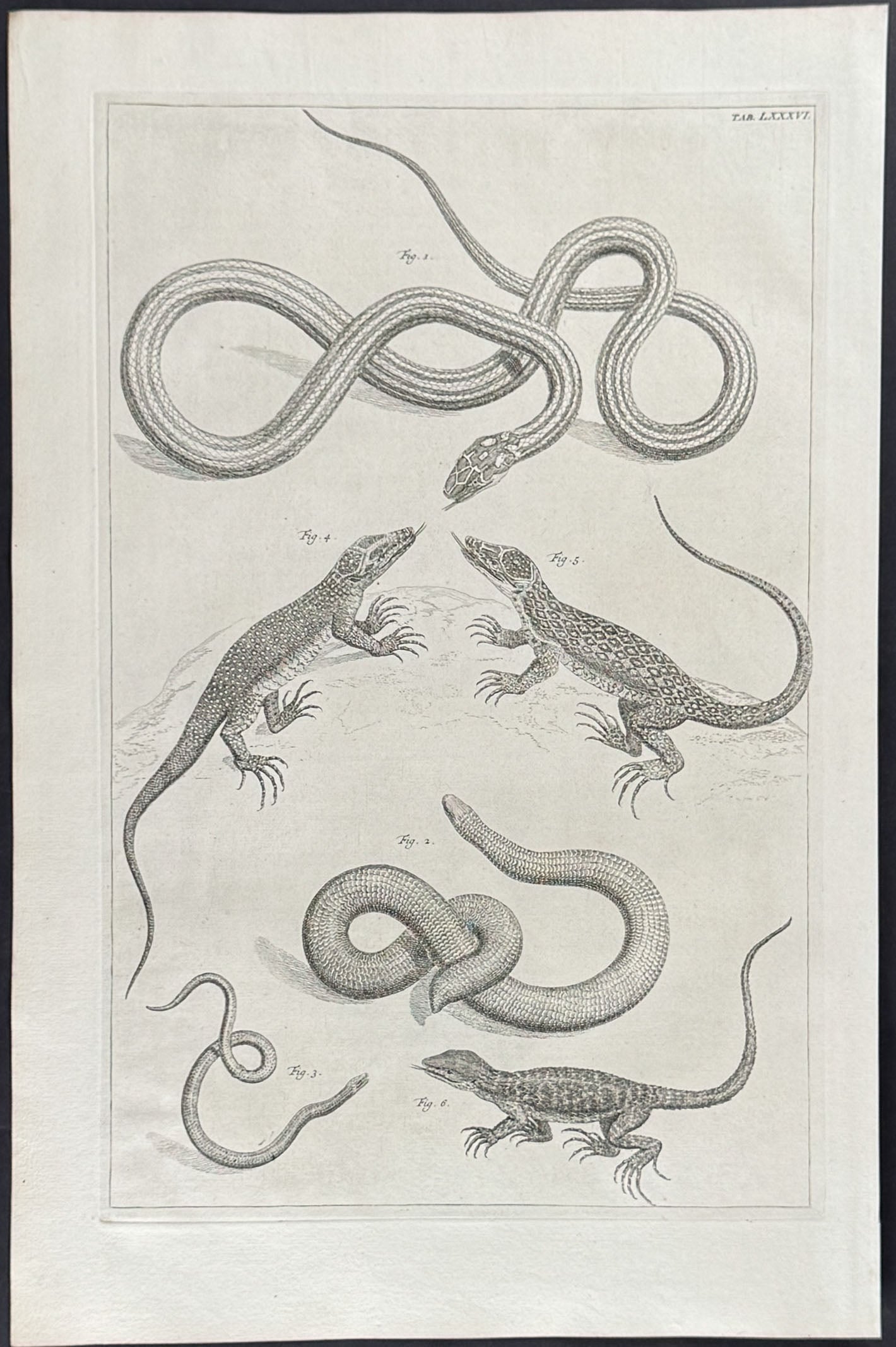 Snake, Lizards