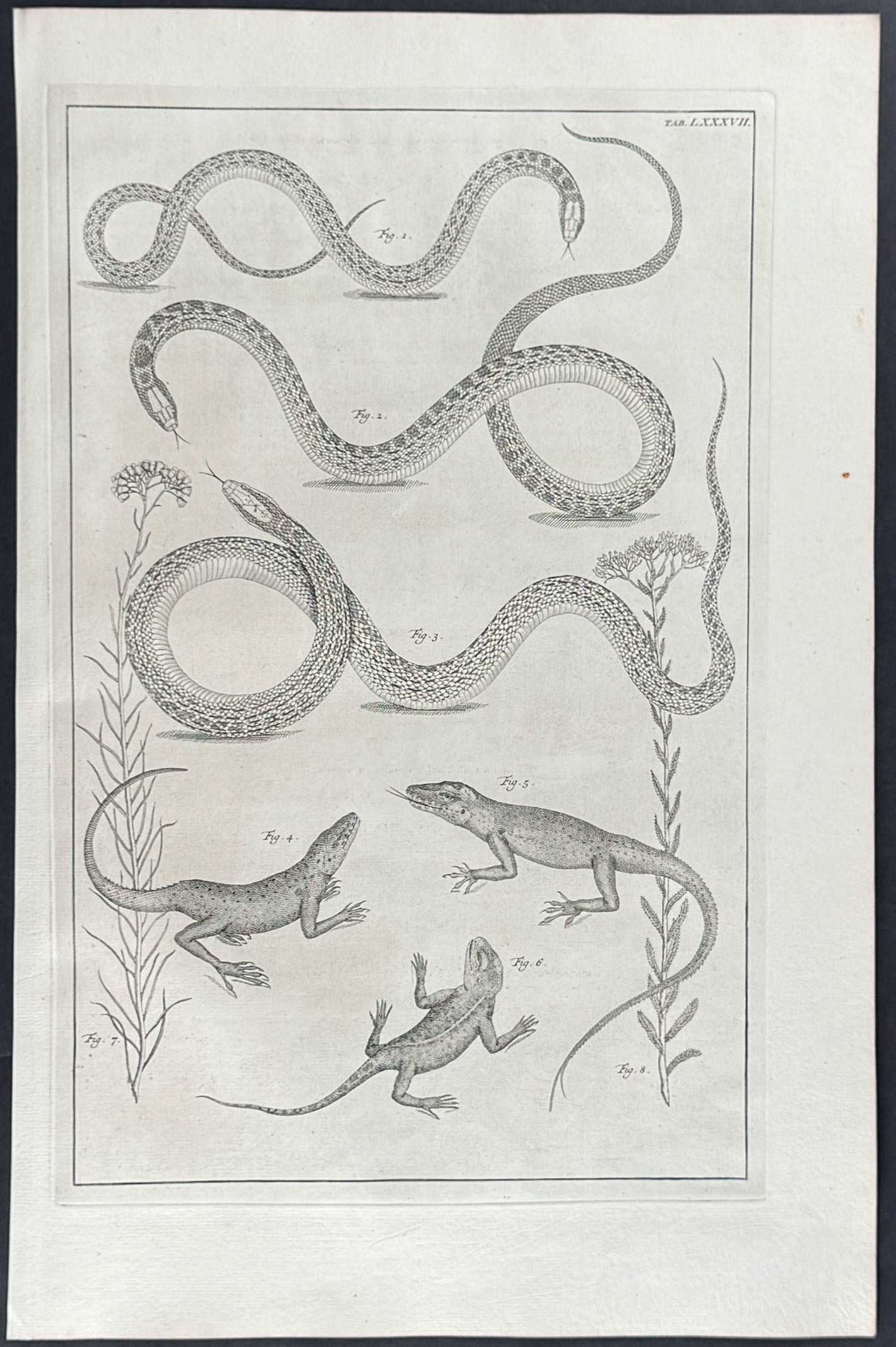 Snakes, Lizards, Plants