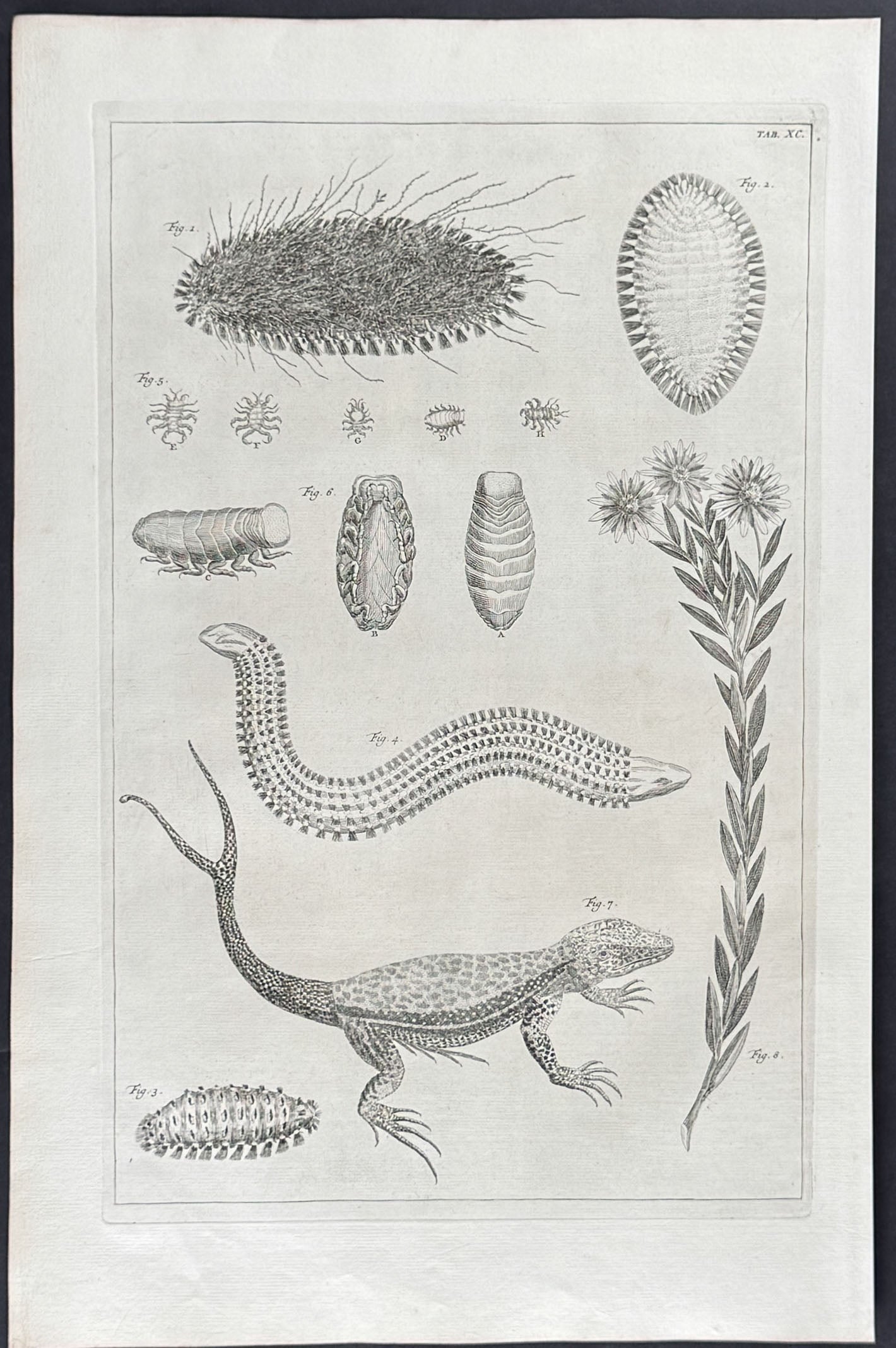 Lizard, Insets, Plant