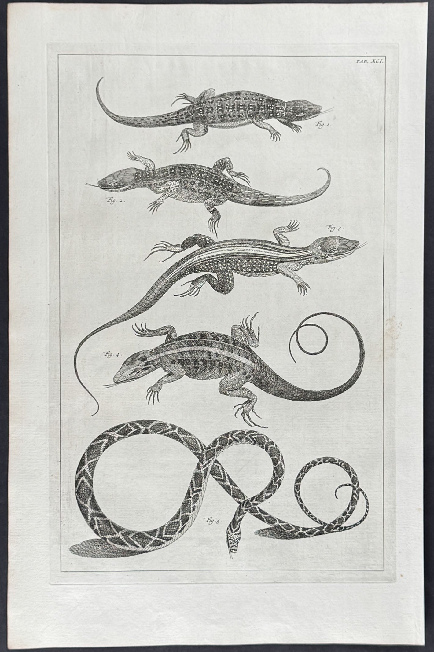 Snake, Lizards