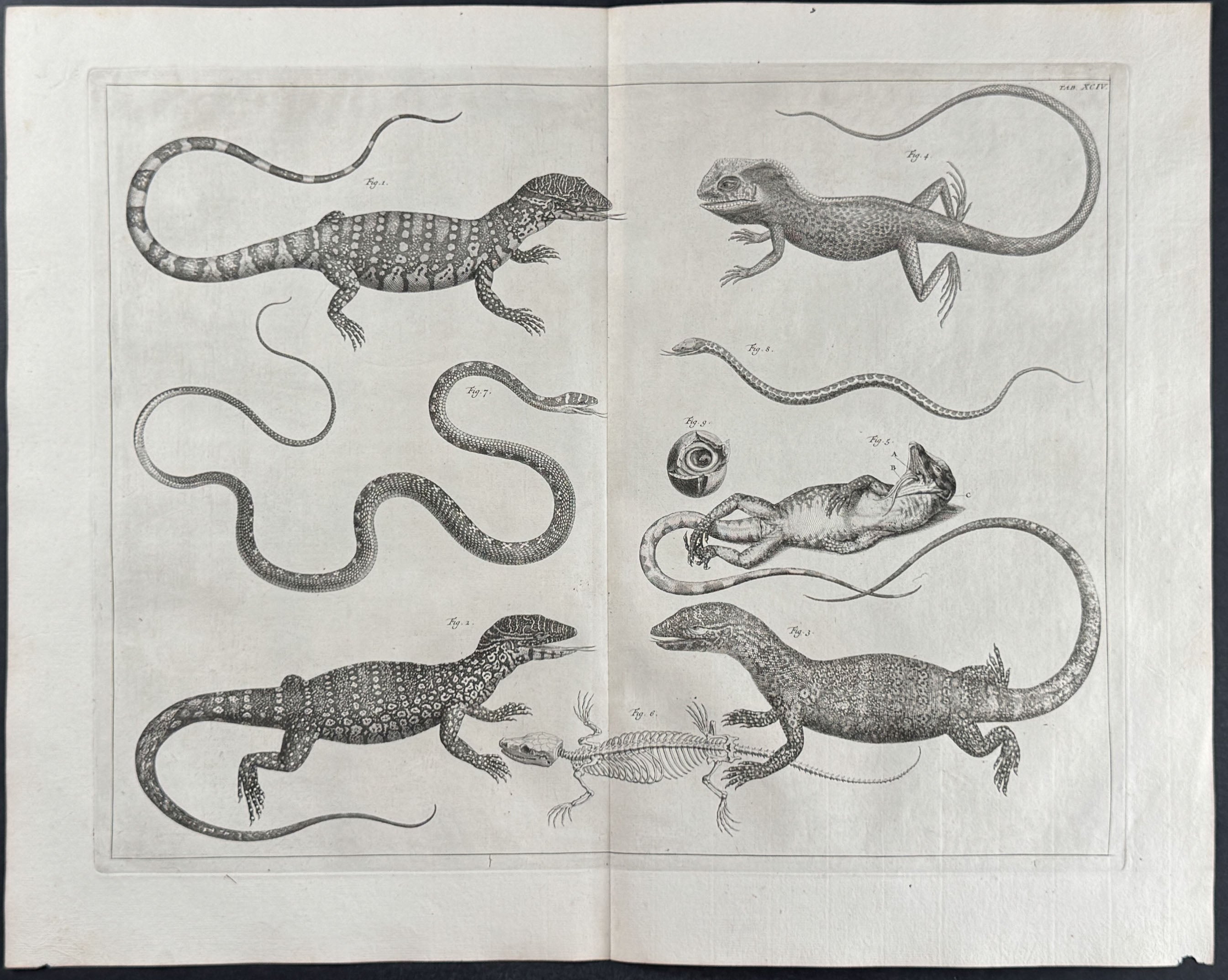 Lizards, Snakes