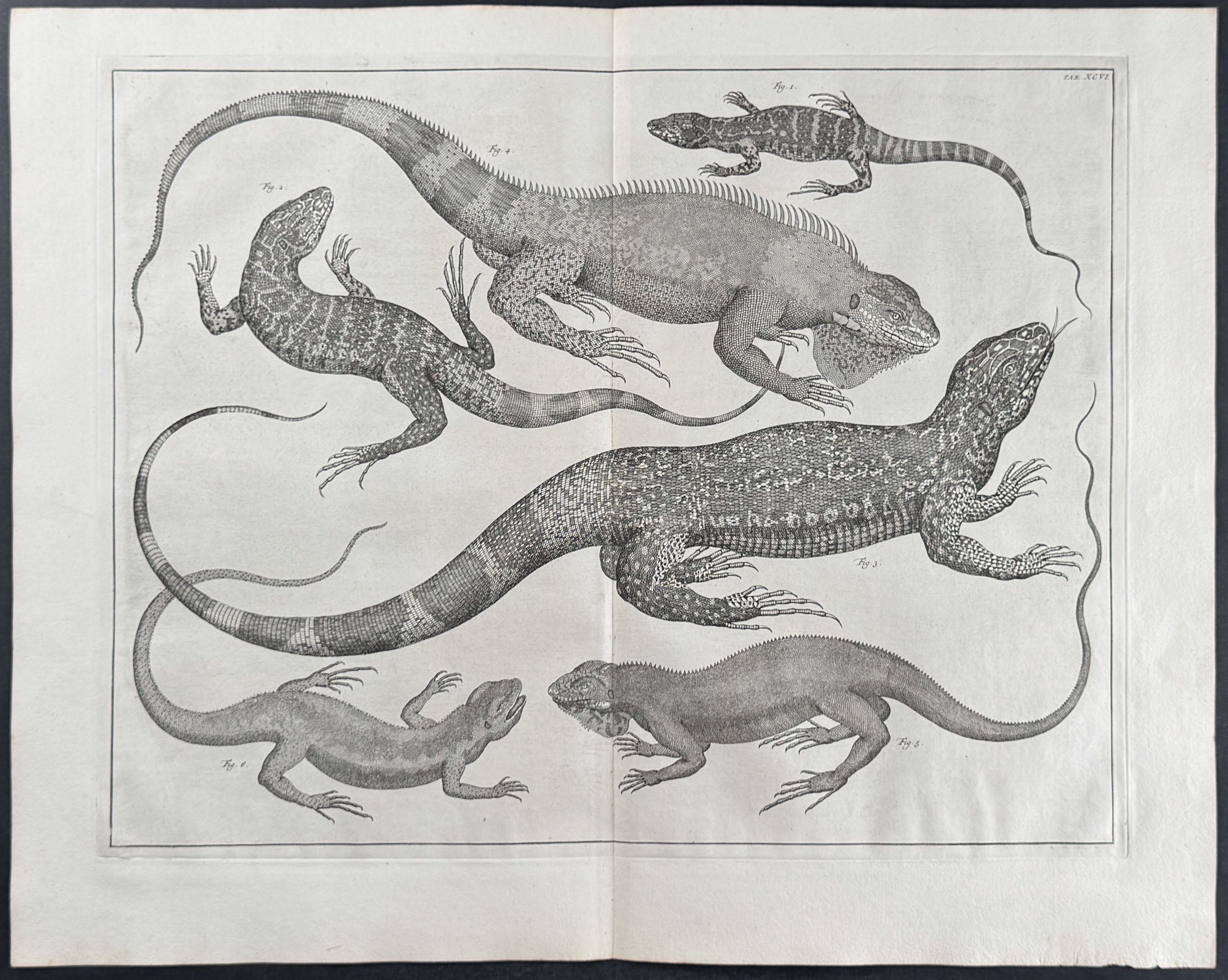 Lizards
