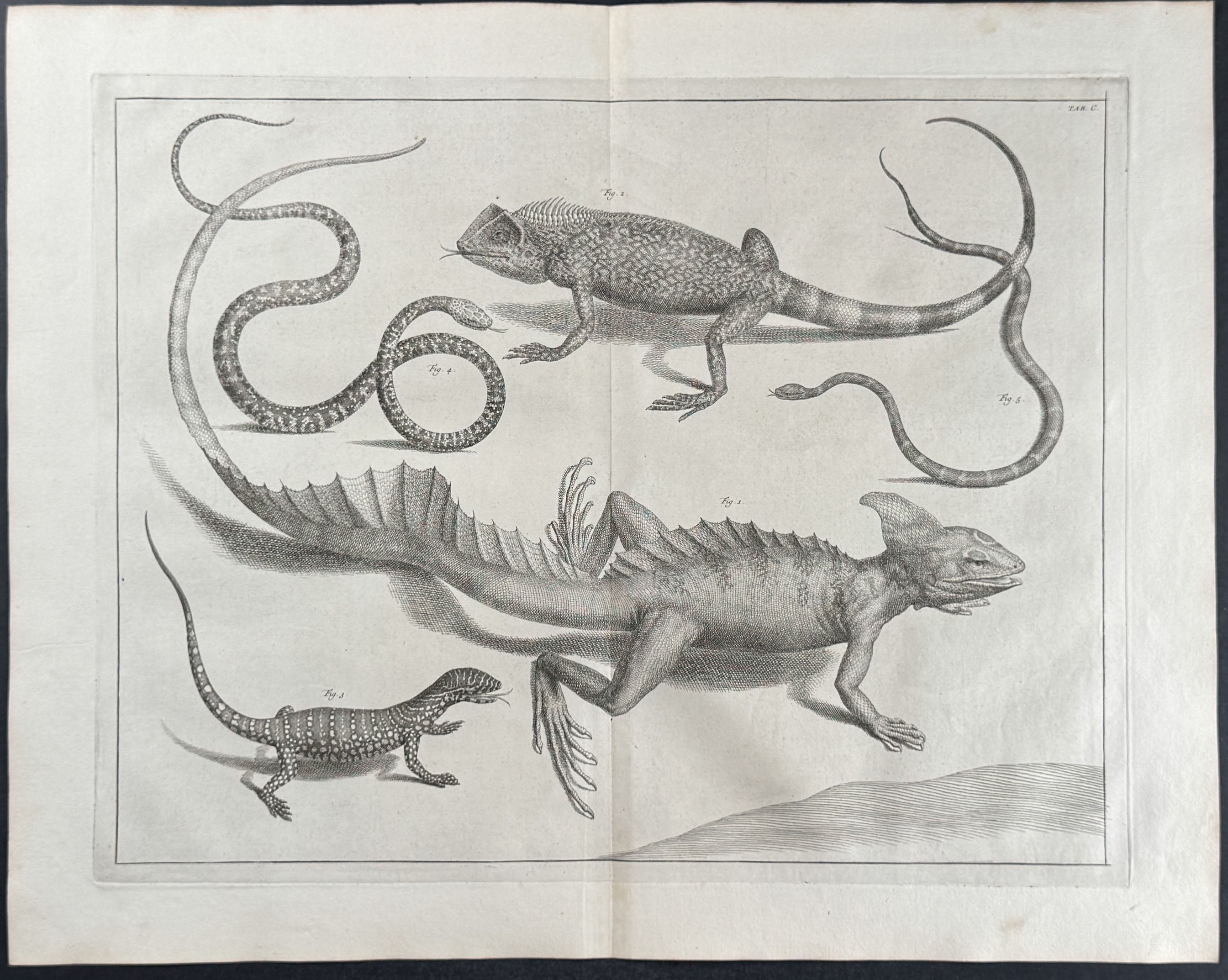 Lizards