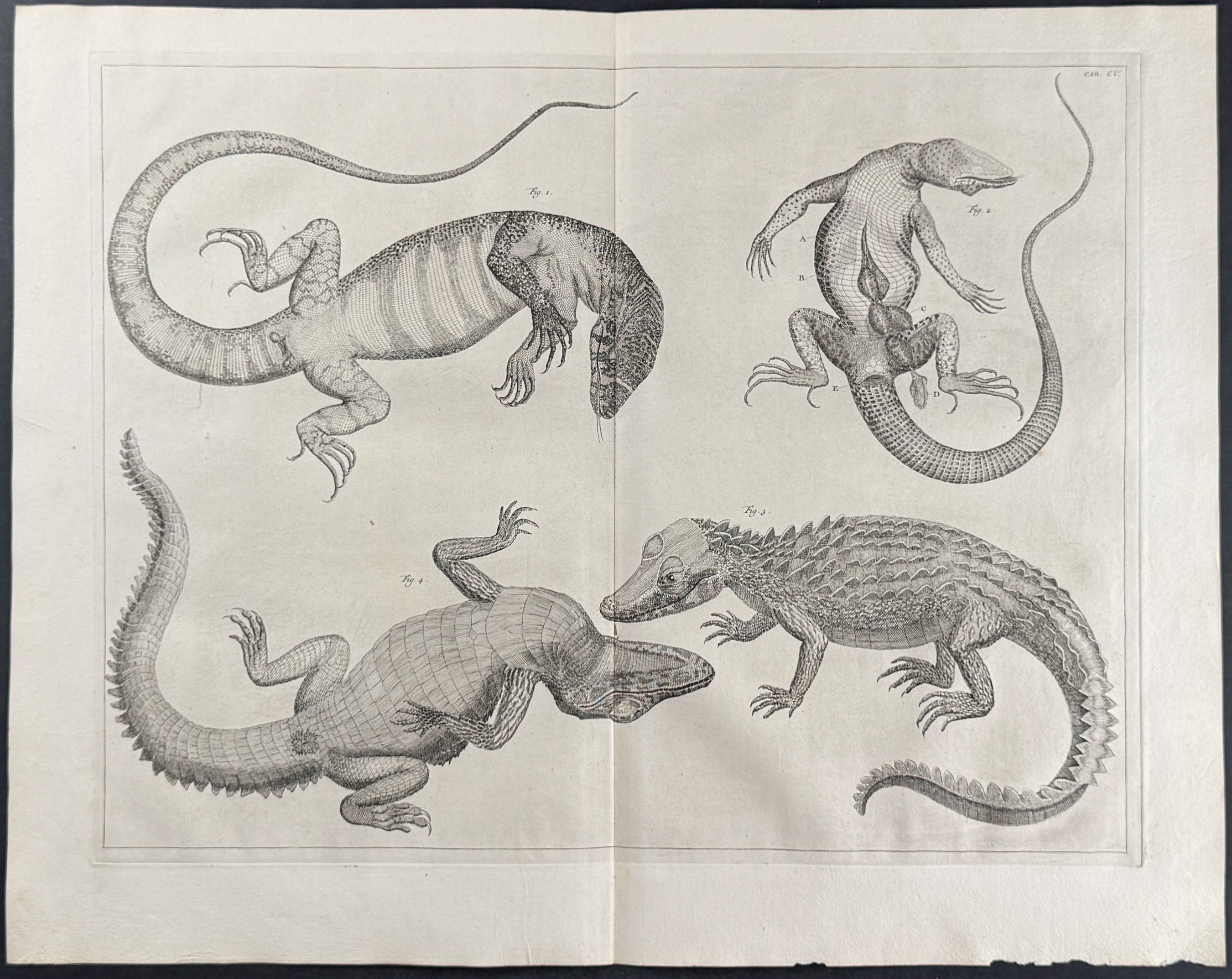 Lizard, Alligator or Crocodiles