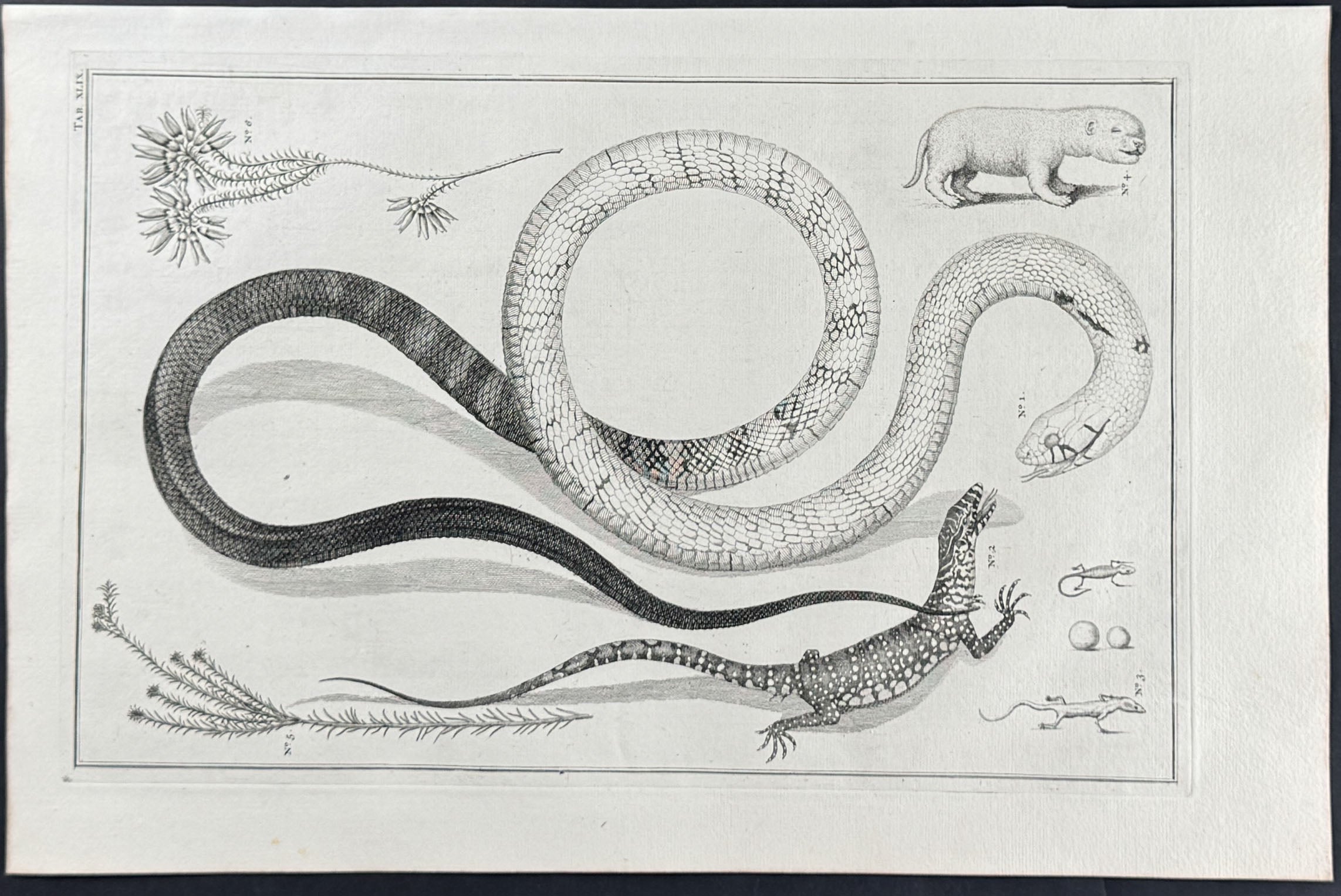 Snakes, Lizards, Plants, Quadruped