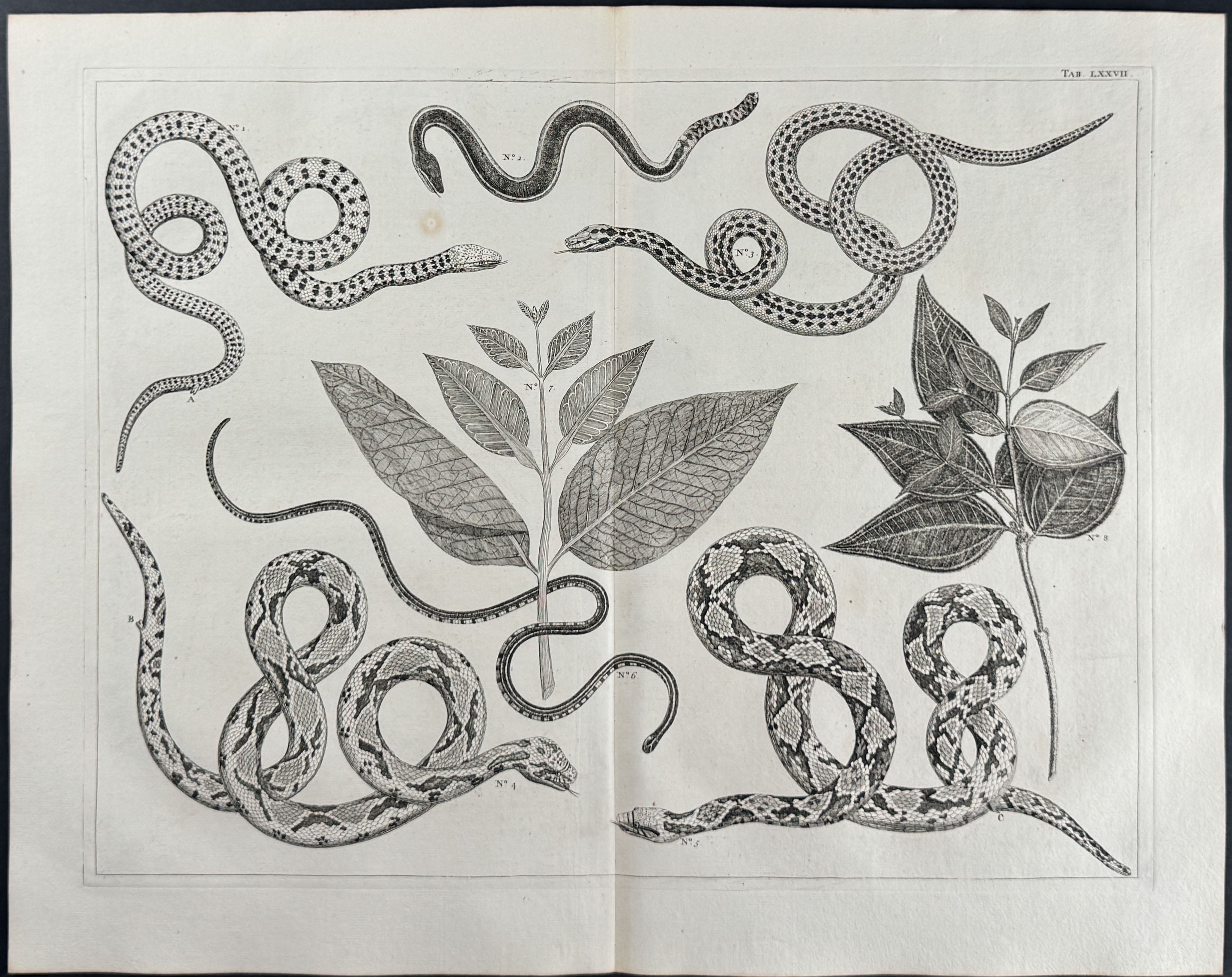 Snakes, Plants