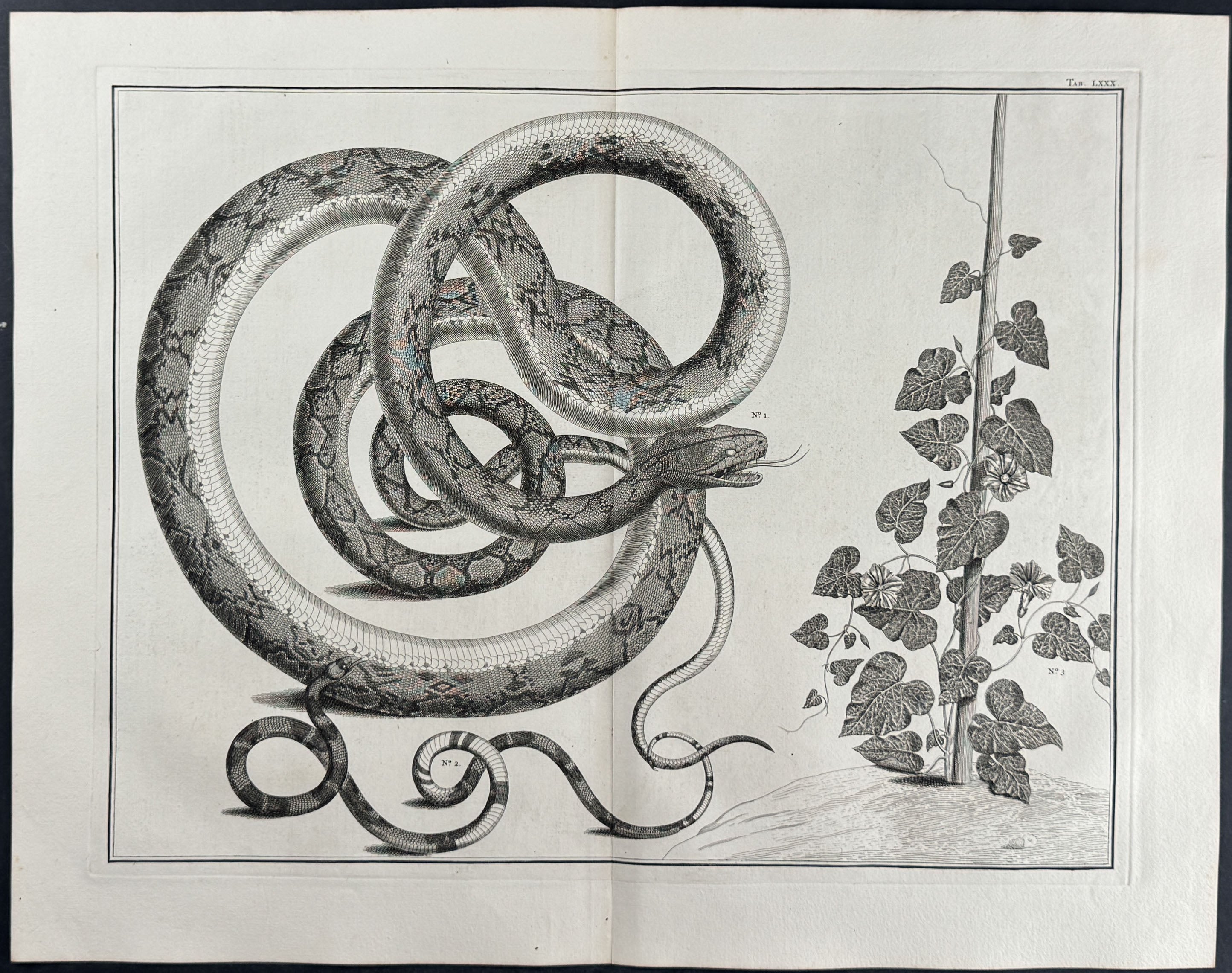 Snakes, Plants