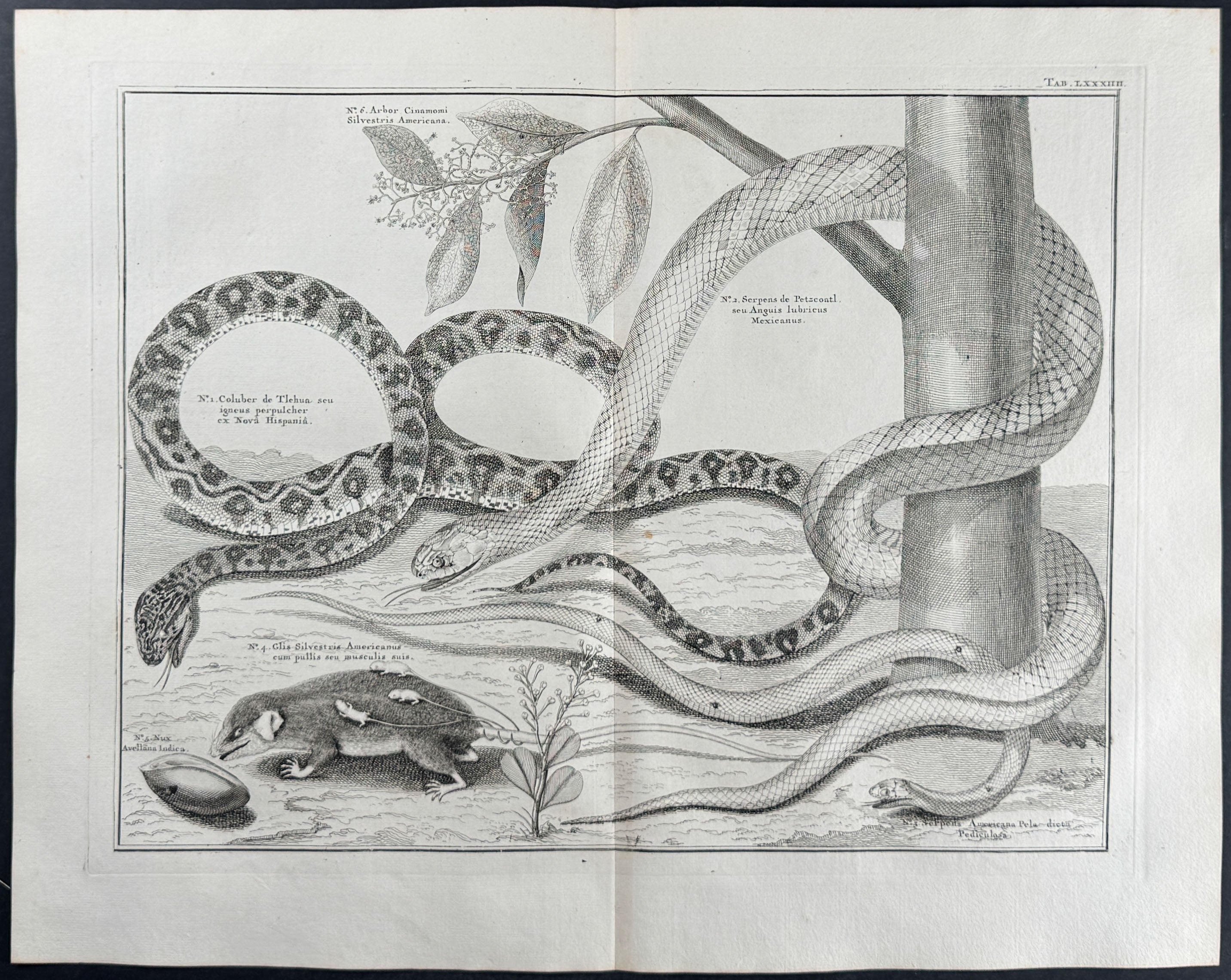 Snakes, Plants, Rodent
