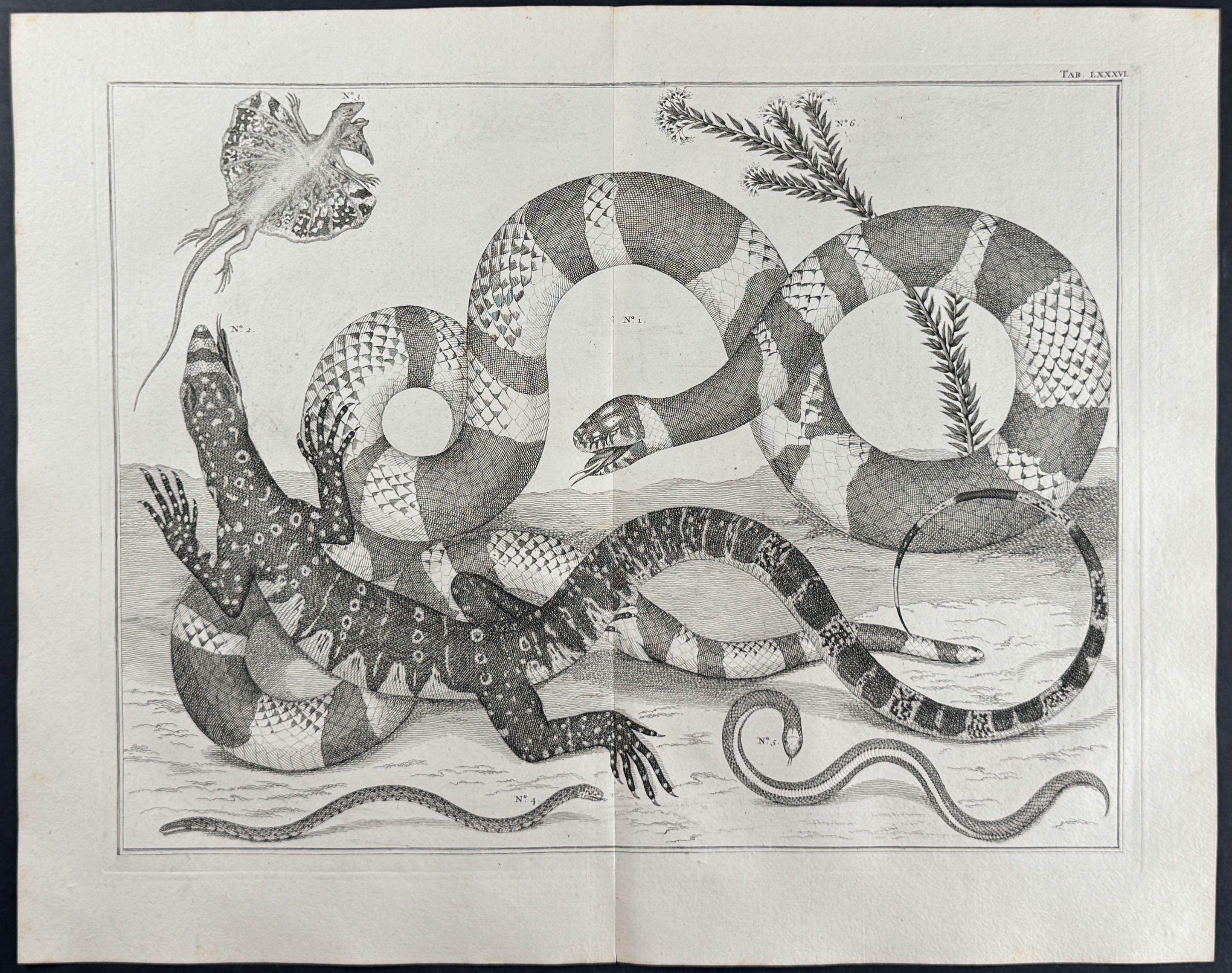 Snakes, Lizards, Plant