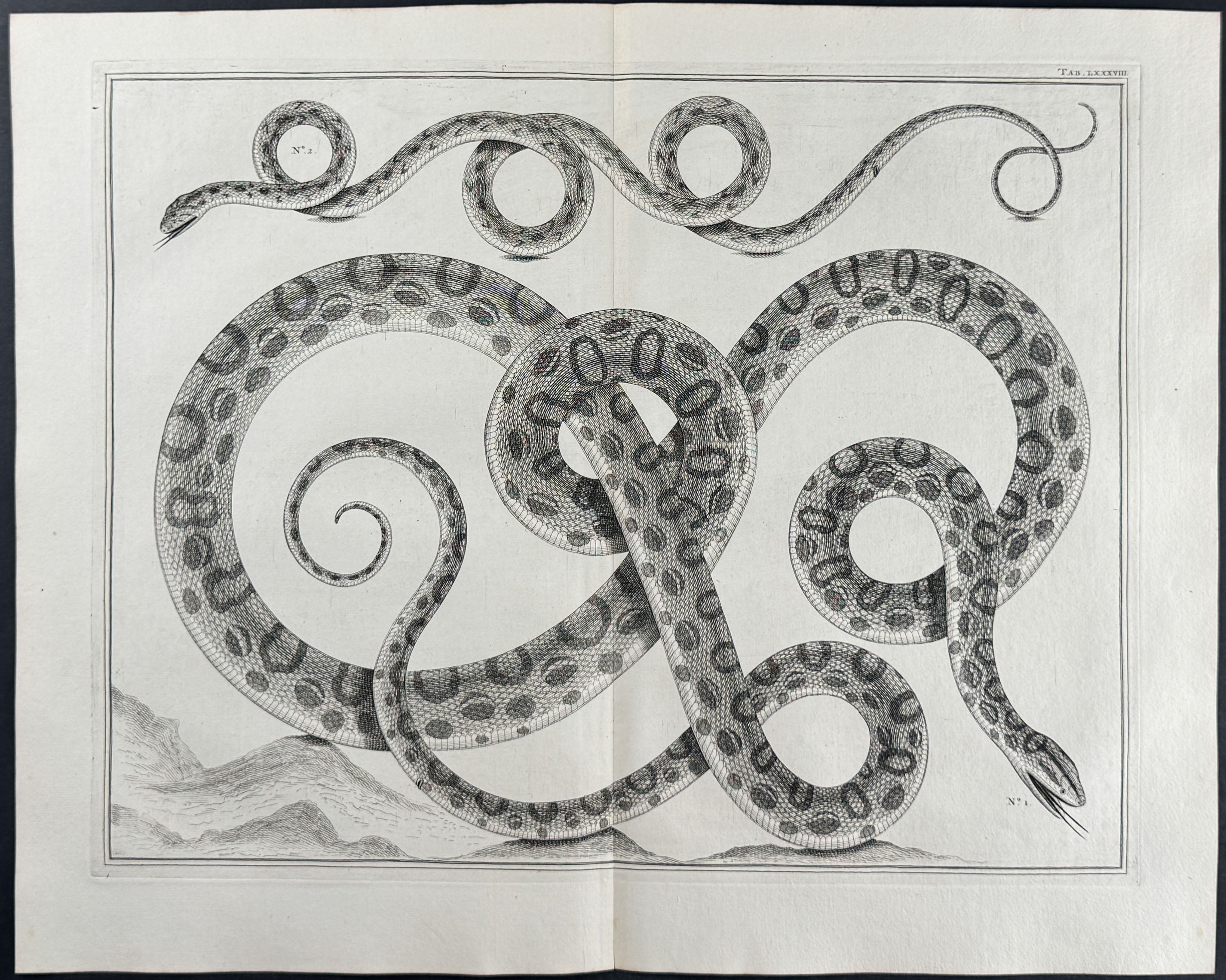 Snakes