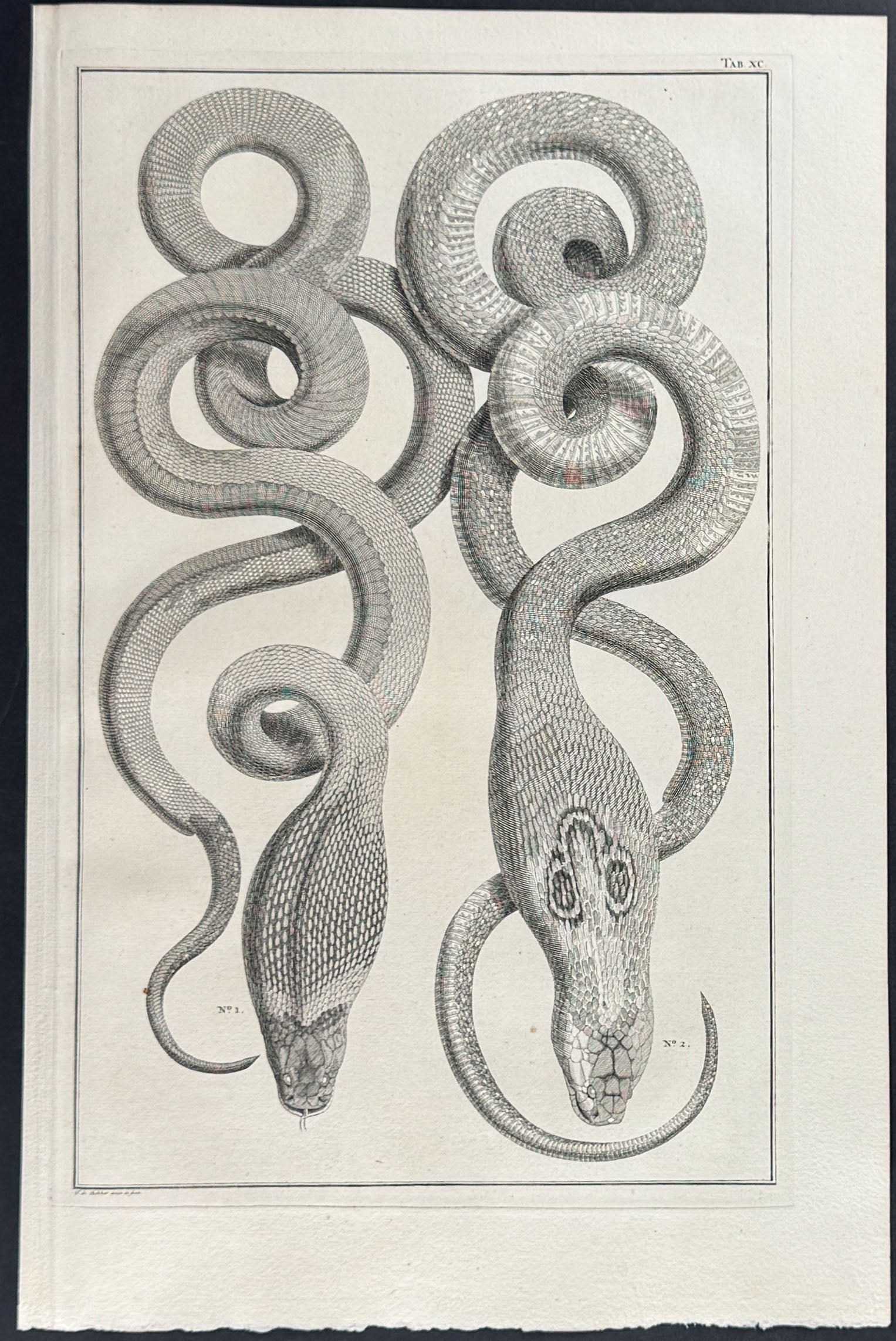 Snakes