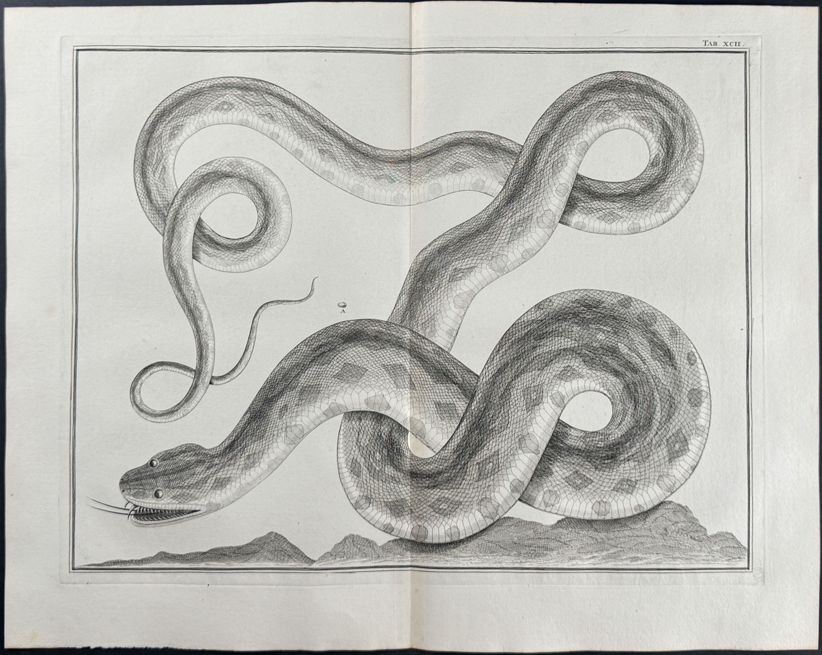 Snake