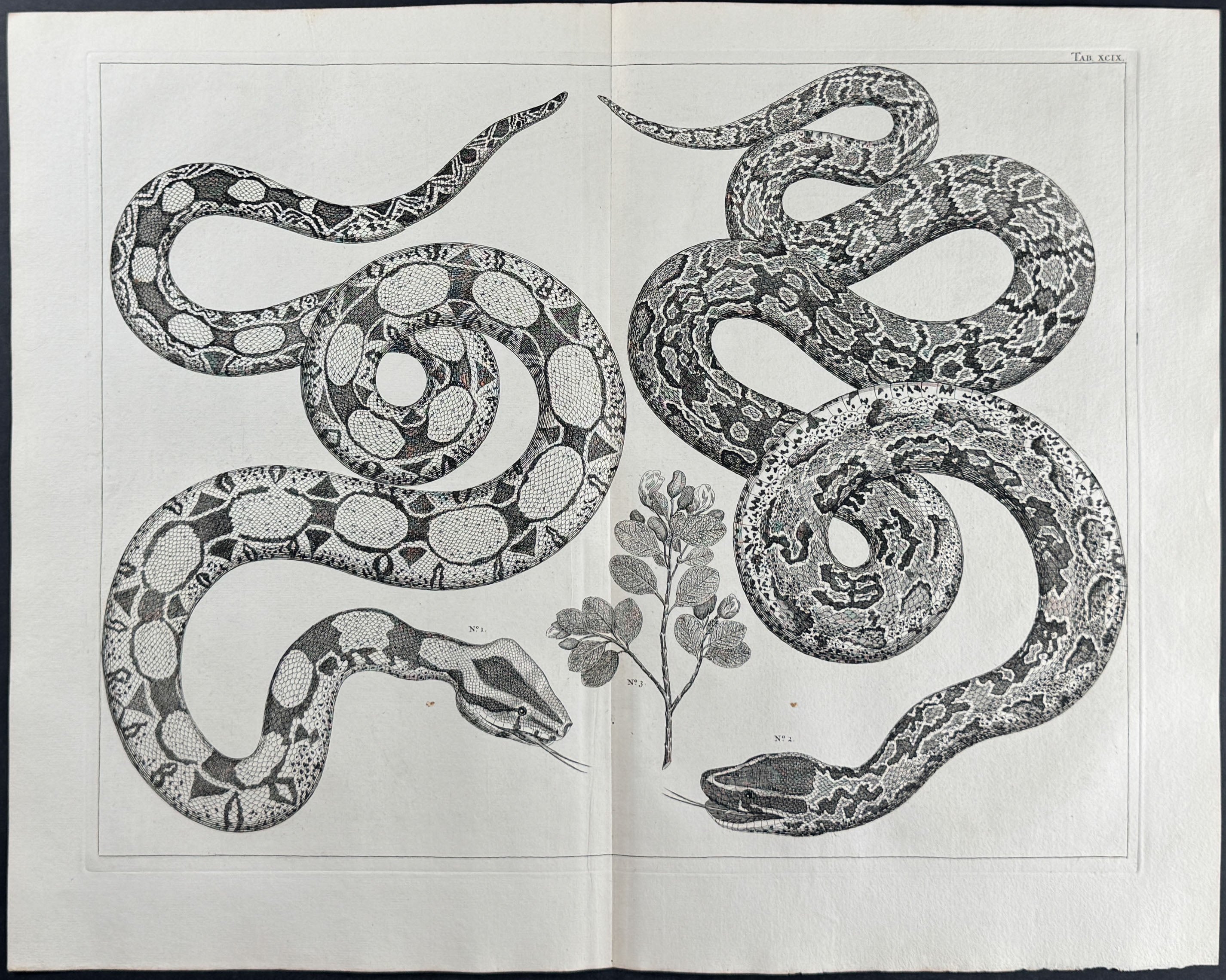 Snakes, Plant